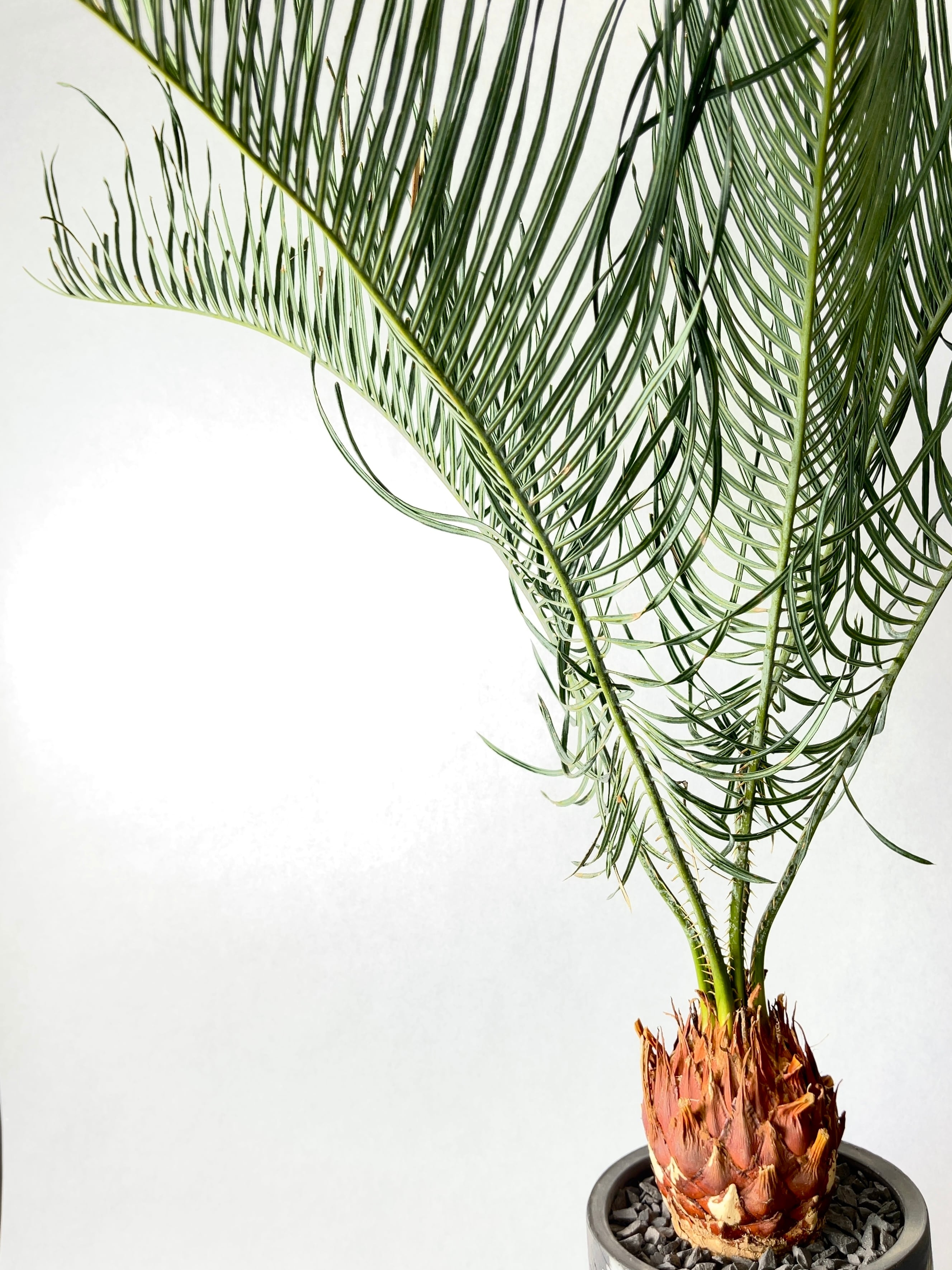 サイカス　カイルンシアナ 激レア！現品お届け】サイカス カイルンシアナ（ブルーソテツ）8号