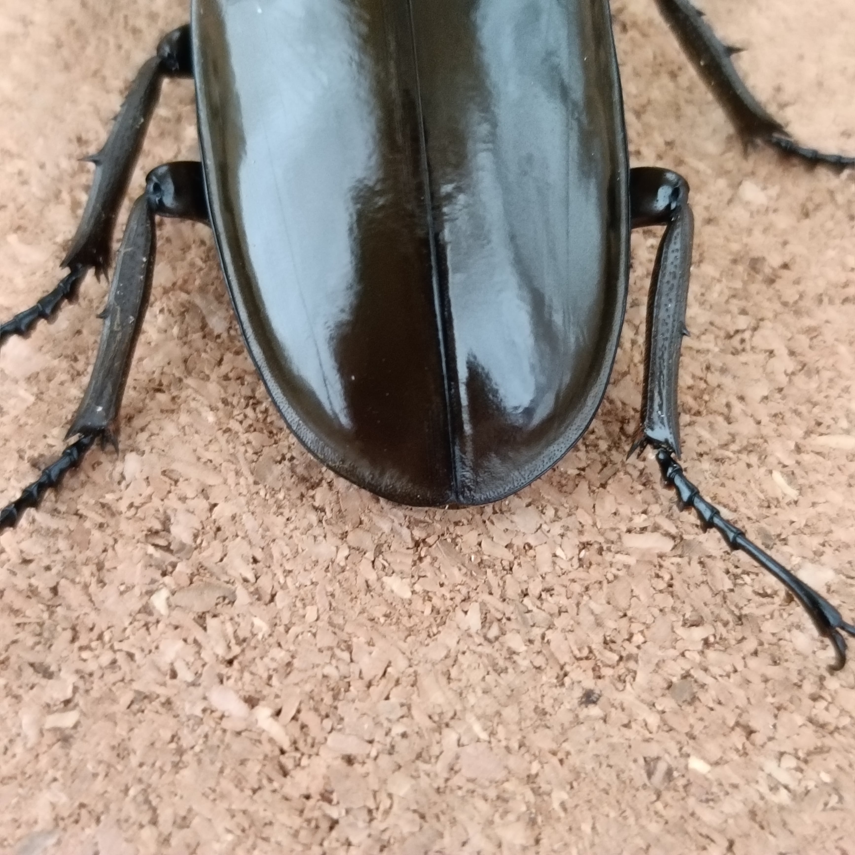 ババオウゴンオニクワガタ ♂ 55.7mm | カブクワショップ横浜