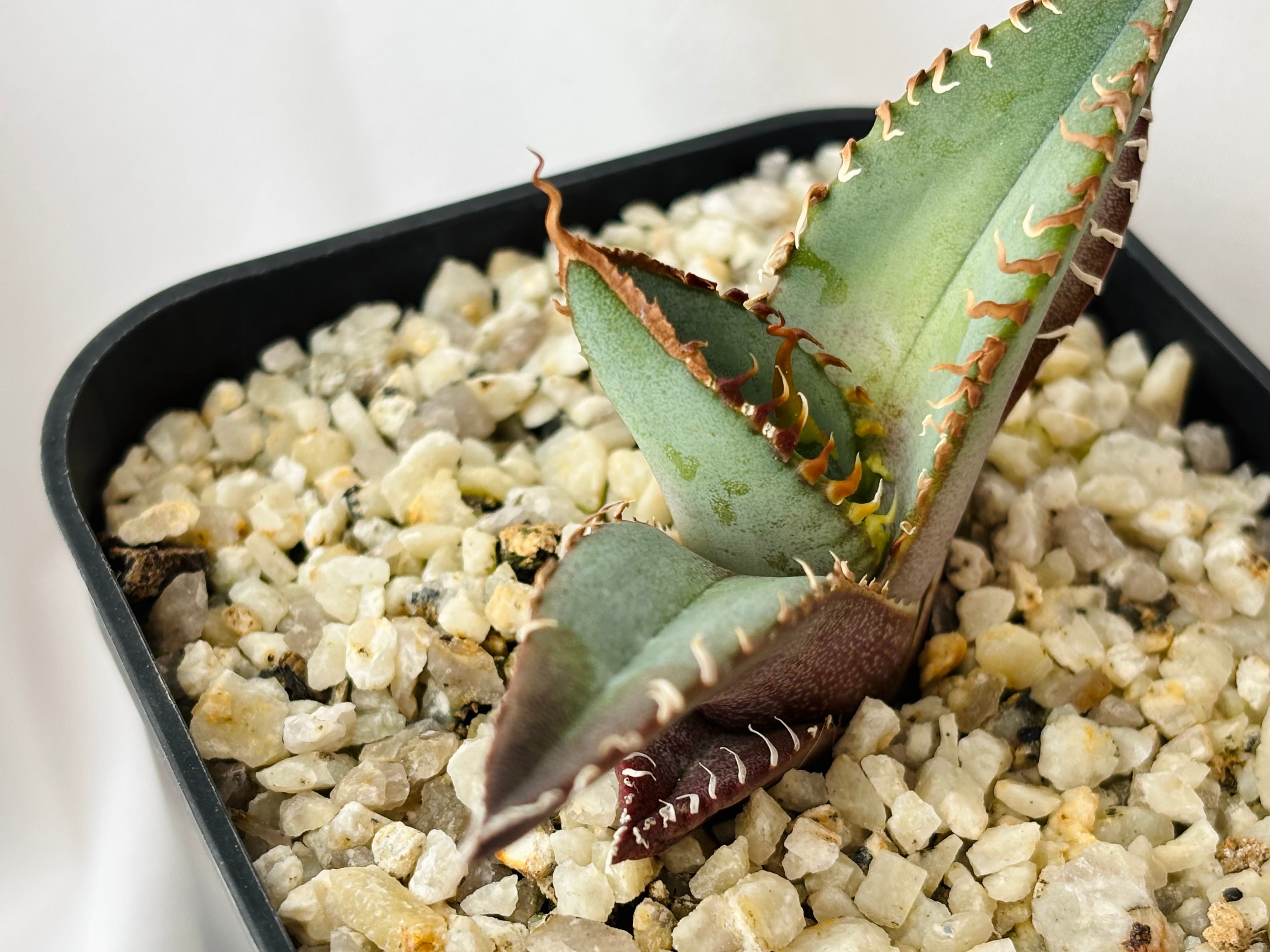 Agave titanota アガベ チタノタ オテロイ 多肉植物 | plants MARU