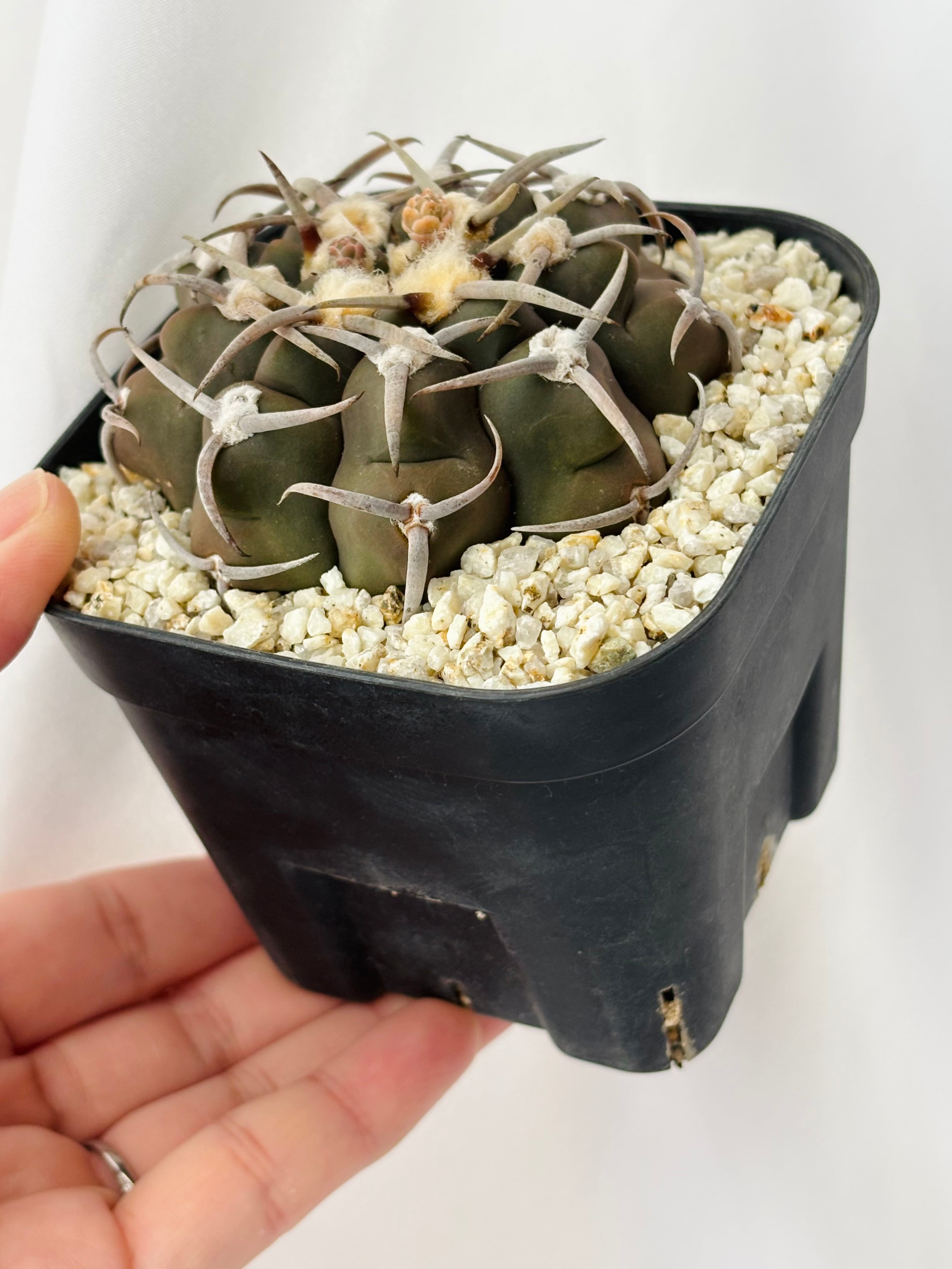 Gymnocalycium vatteri ギムノカリキウム 太強刺バッテリー サボテン