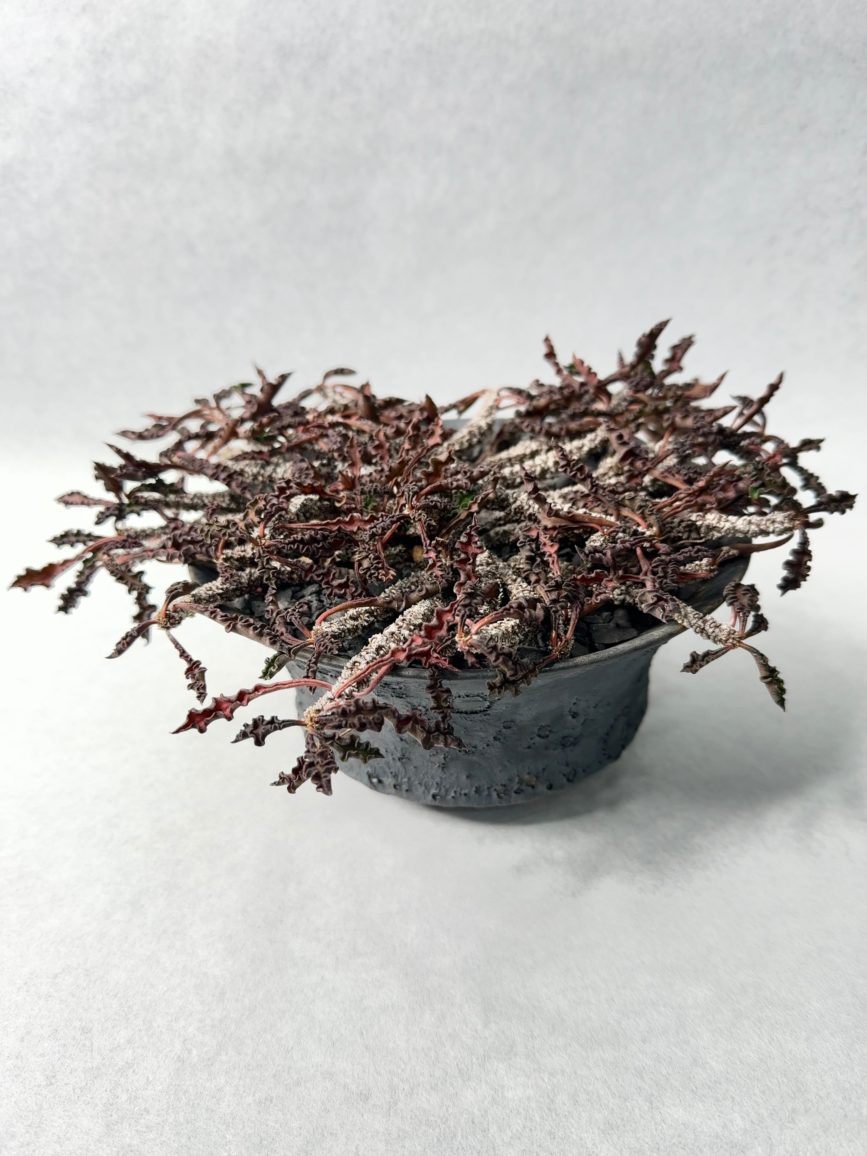 中川智治 | trigger