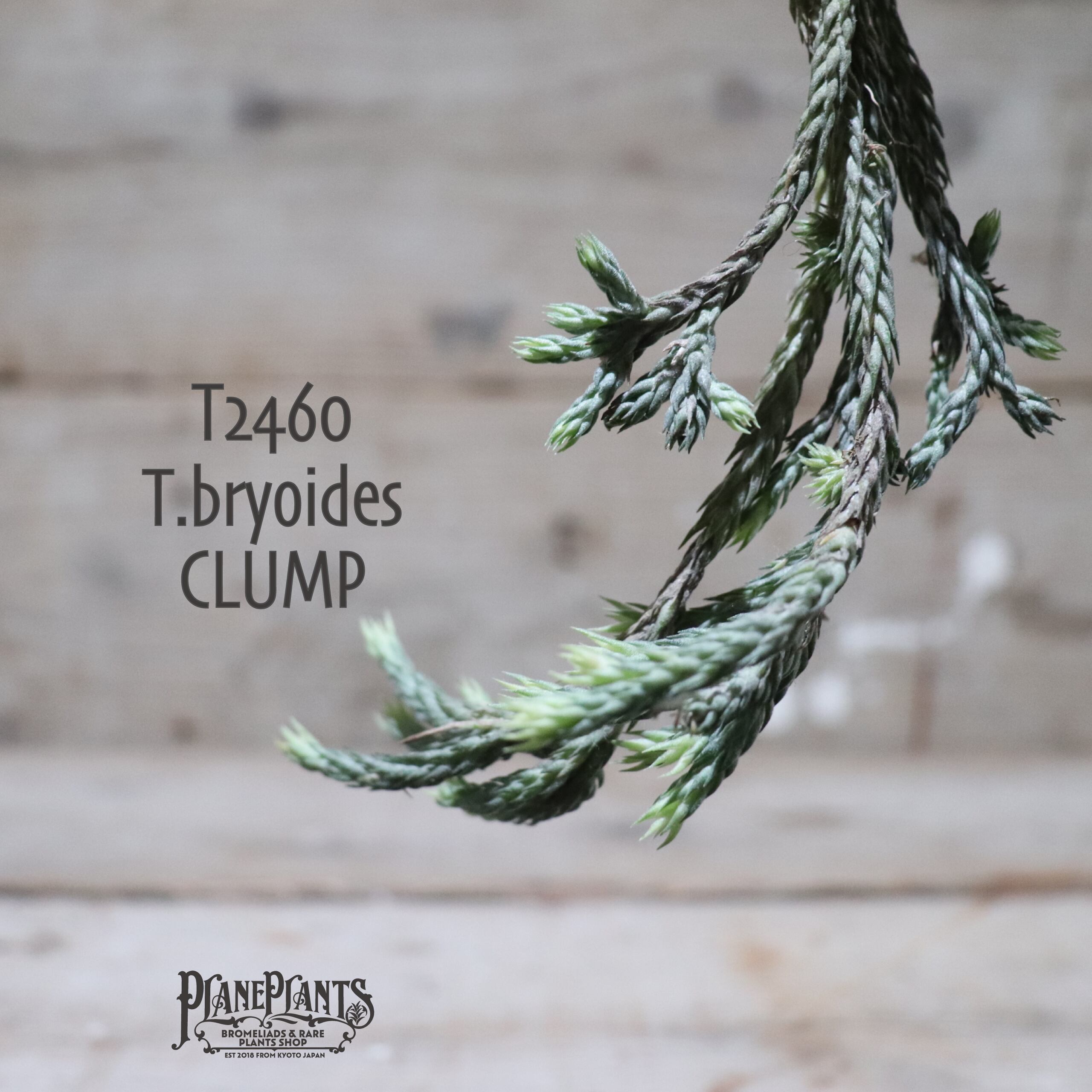 【送料無料】bryoides〔エアプランツ〕現品発送T2460