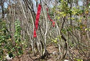 撃退シカ 10個入り 15m用 激辛臭が約2倍の強力タイプ 効果は驚きの1