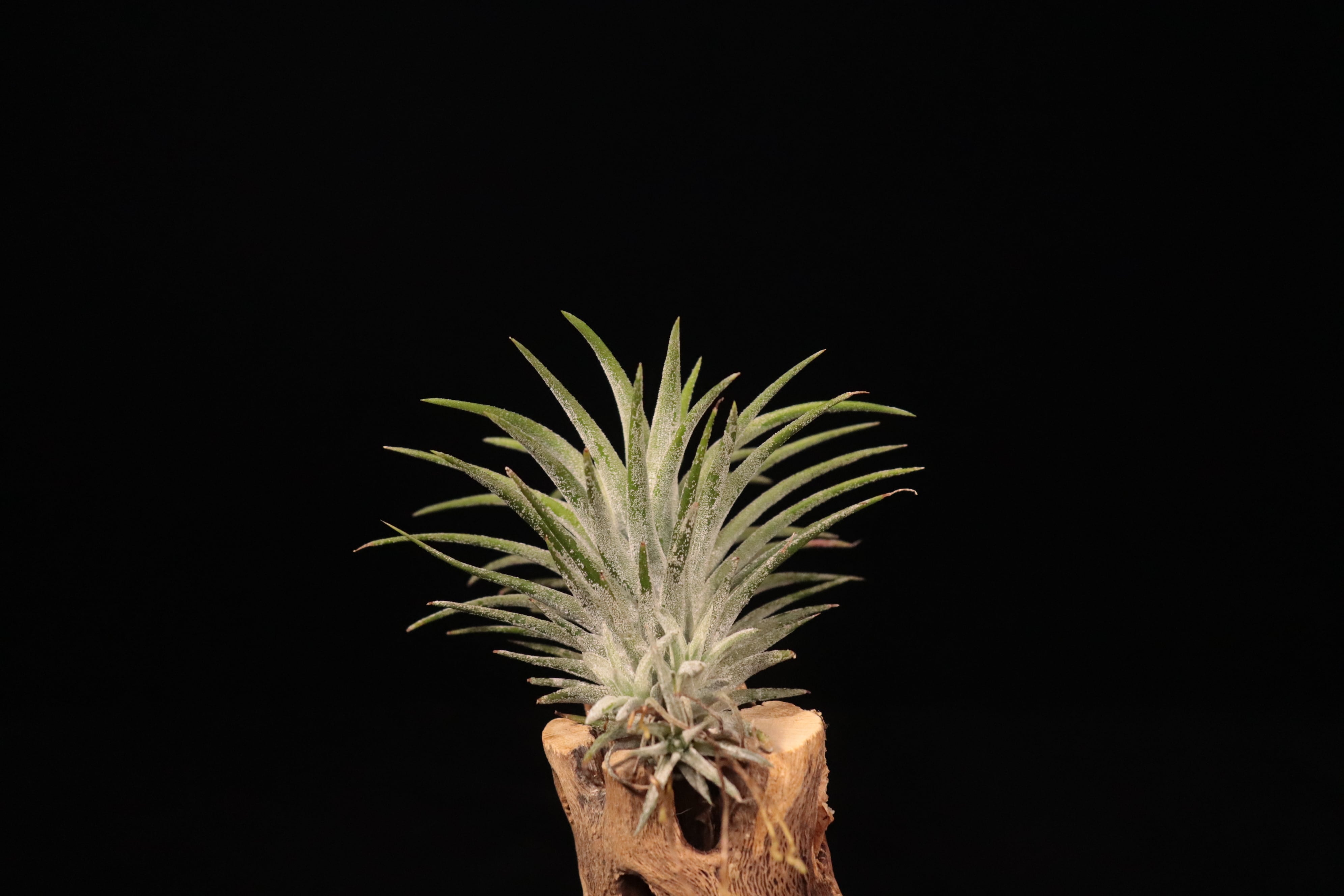 Tillandsia ionantha 'Monstrose' x vanhyningii 'Jumbo' (開花株