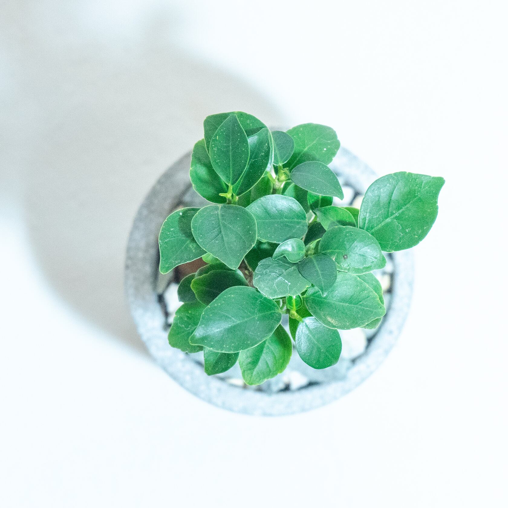 ＼送料無料／≪ 観葉植物 ≫室内管理もオッケーなガジュマルの鉢植え｜手のひらサイズの手づくりモルタル鉢
