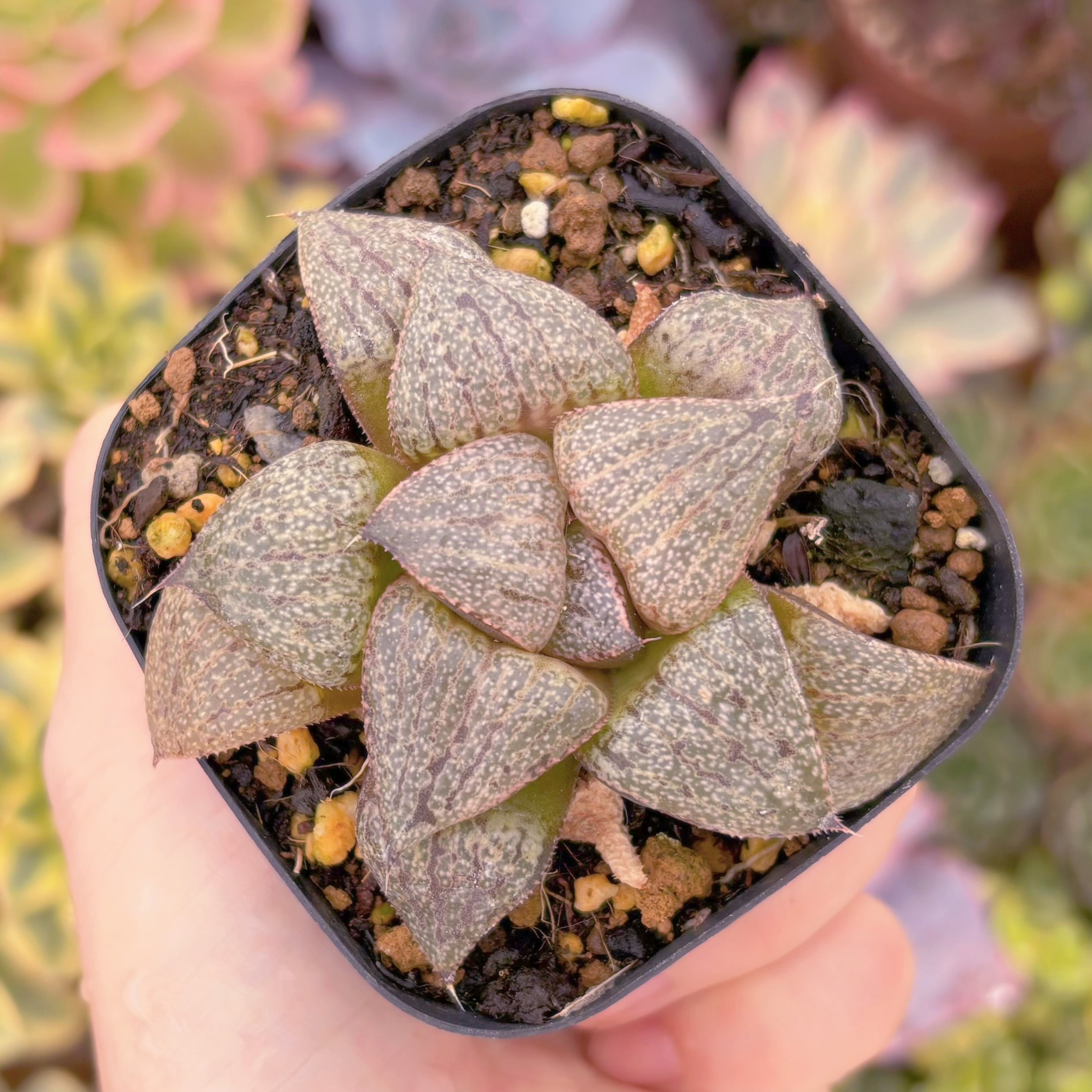 現品　ハオルチア翡翠#2023　古株　るる農園