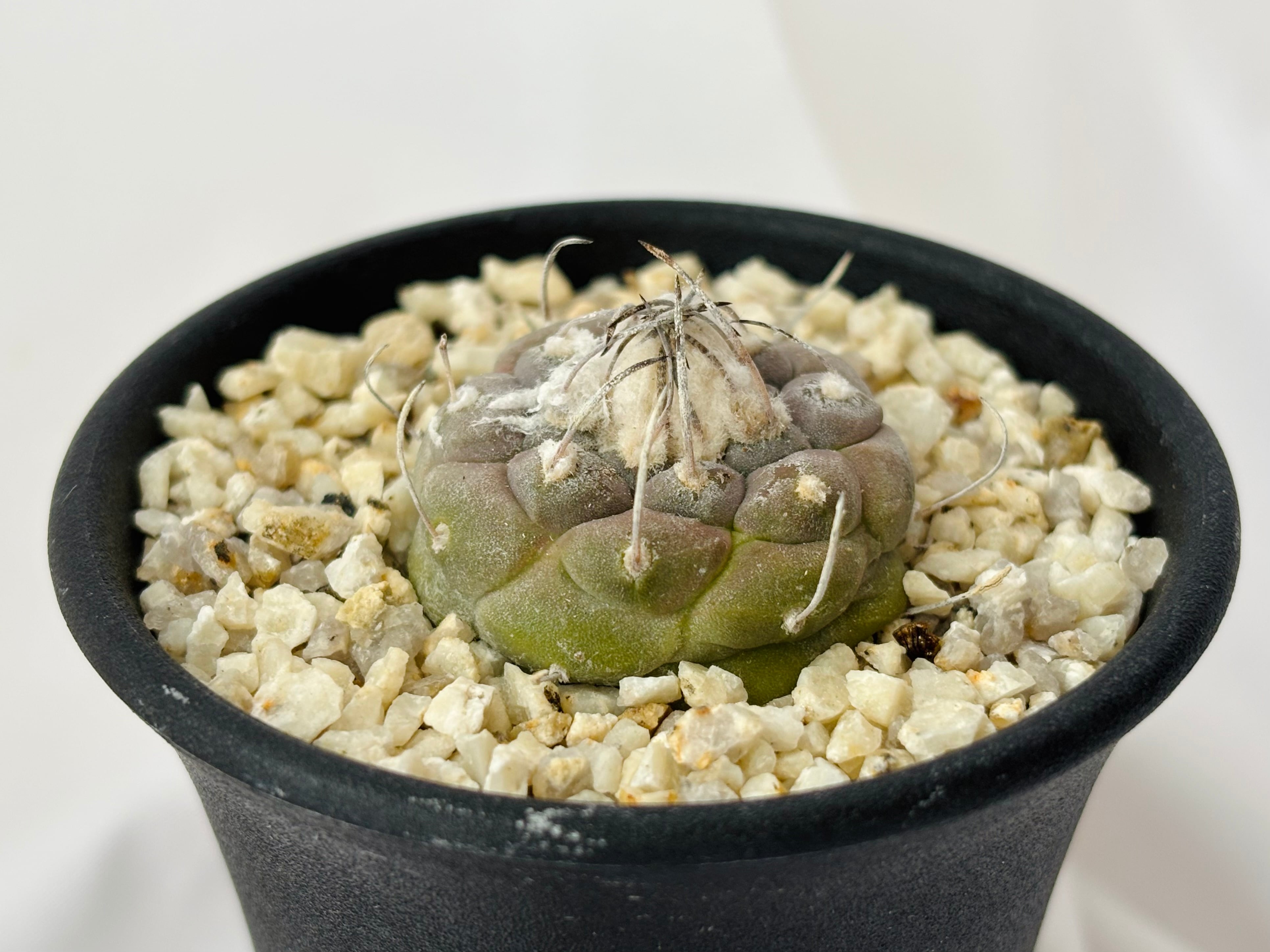 Turbinicarpus jauernigii ツルビニカルプス ハウエルニギー サボテン