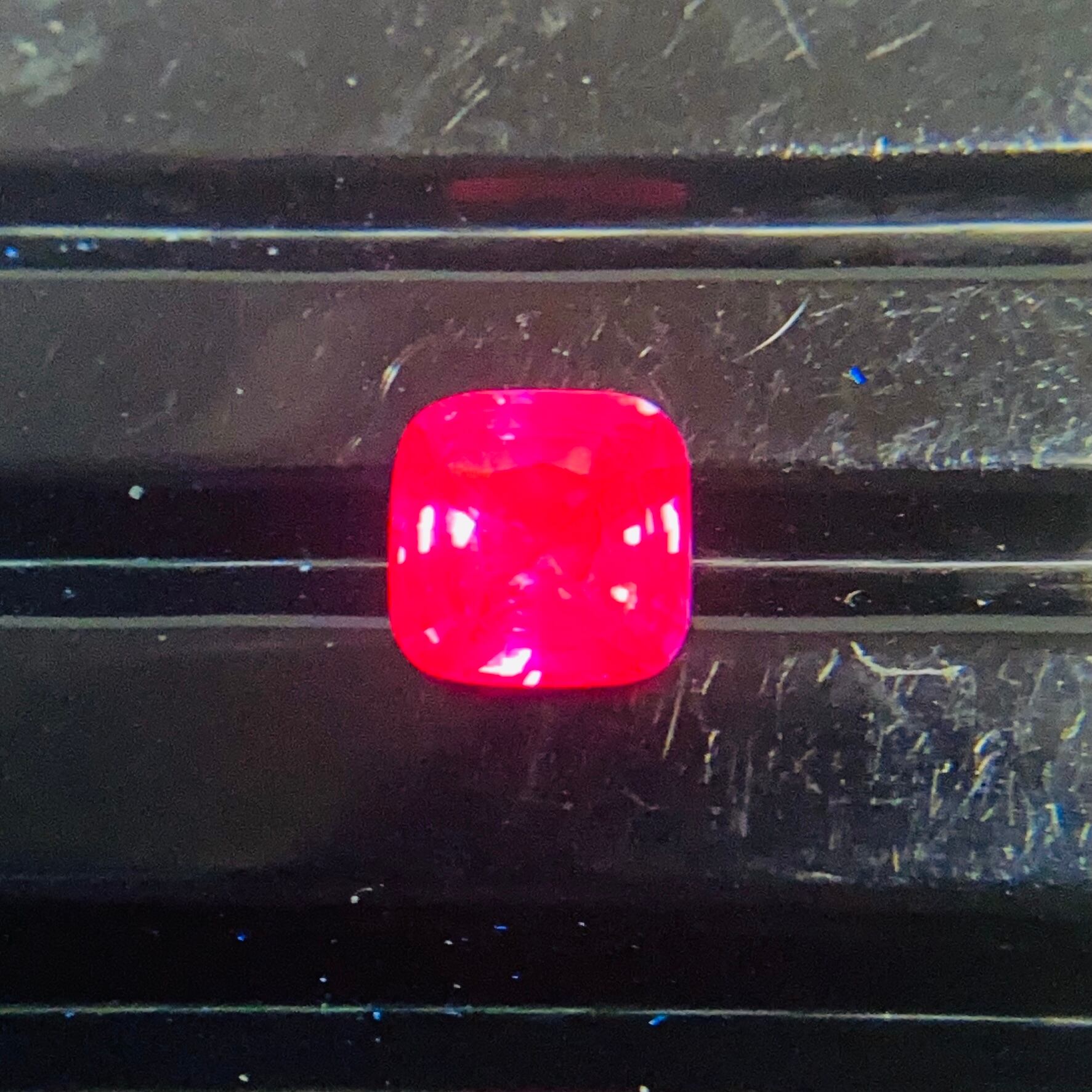 秘蔵っ子 モテピンクサファイア