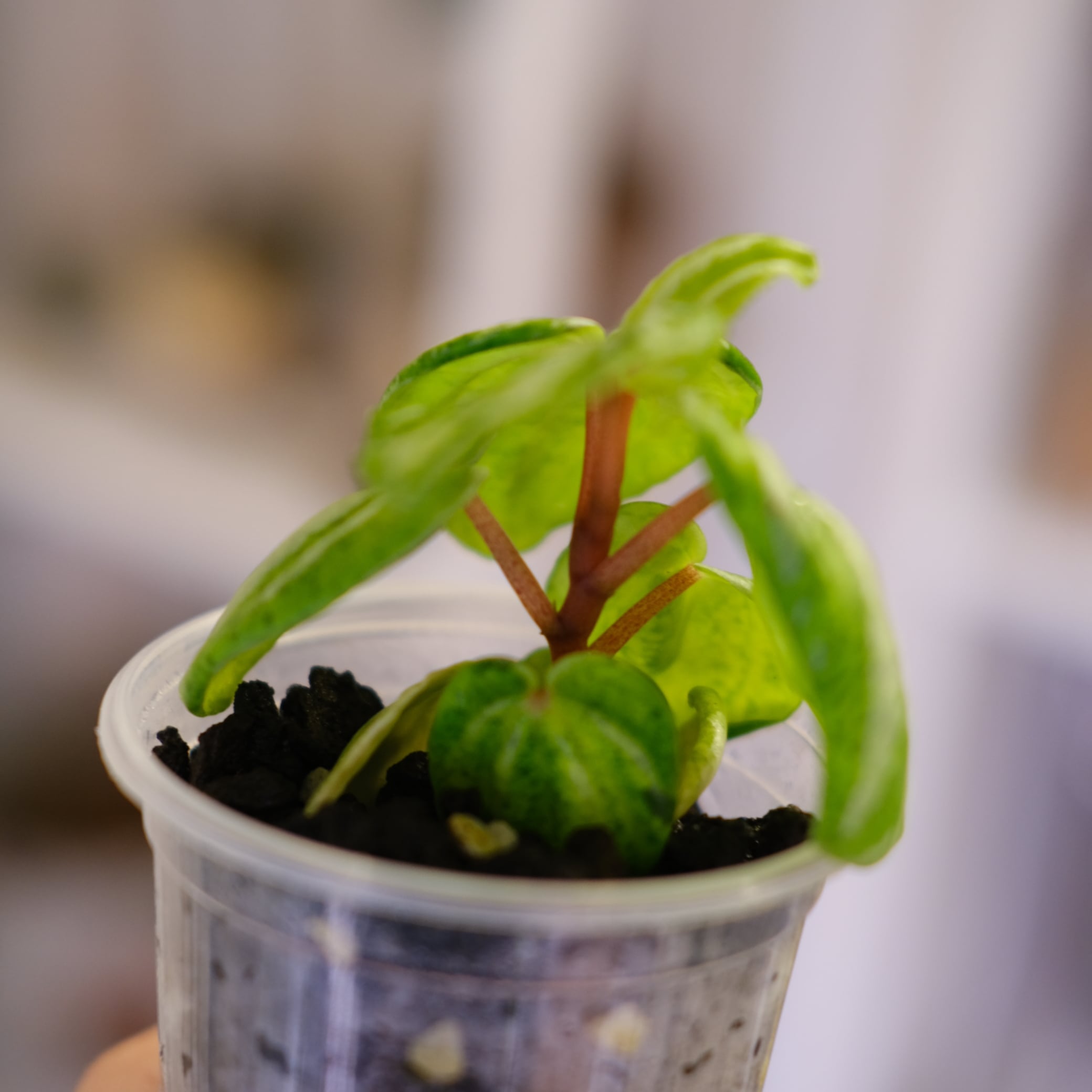 Peperomia argyreia variegated/スイカ ペペロニア⑨ Peperomia Argyreia | High Color Watermelon Peperomia | Steve's Leaves