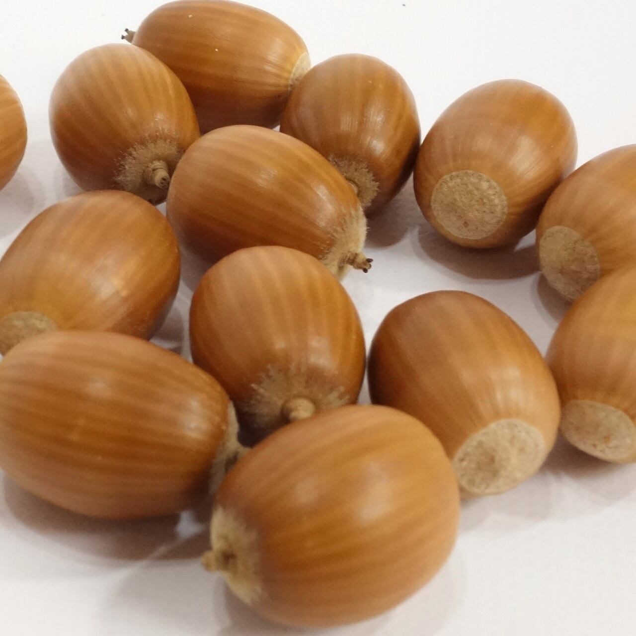 シマシマどんぐり15個 〜ドライ、クラフト、リースなどに メール便対応