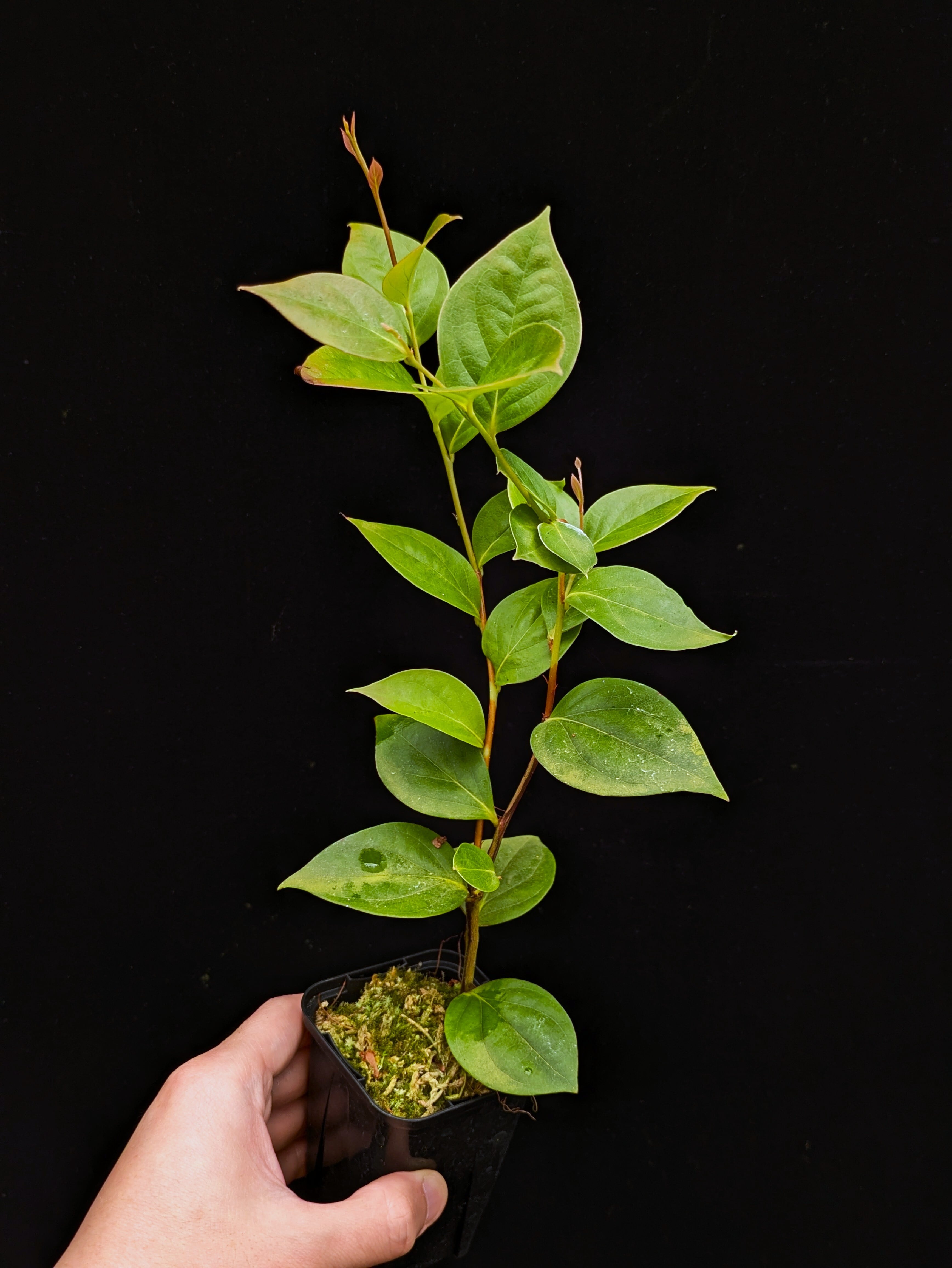 Lecanopteris mirabilis (PNG) | 伊藤蟻植物農園