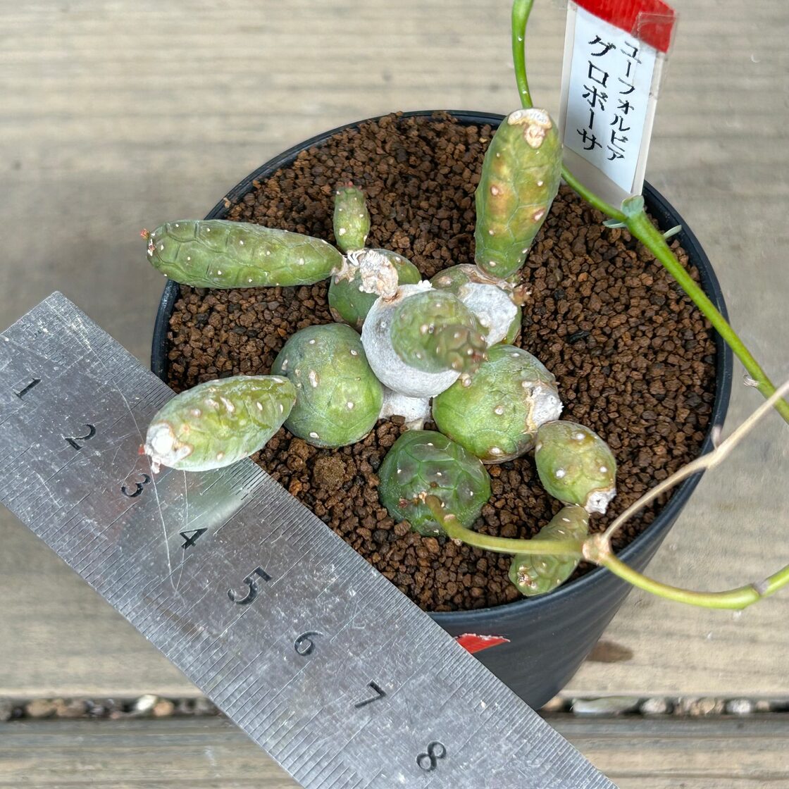 T)ユーフォルビア グロボーサ | Pay ID