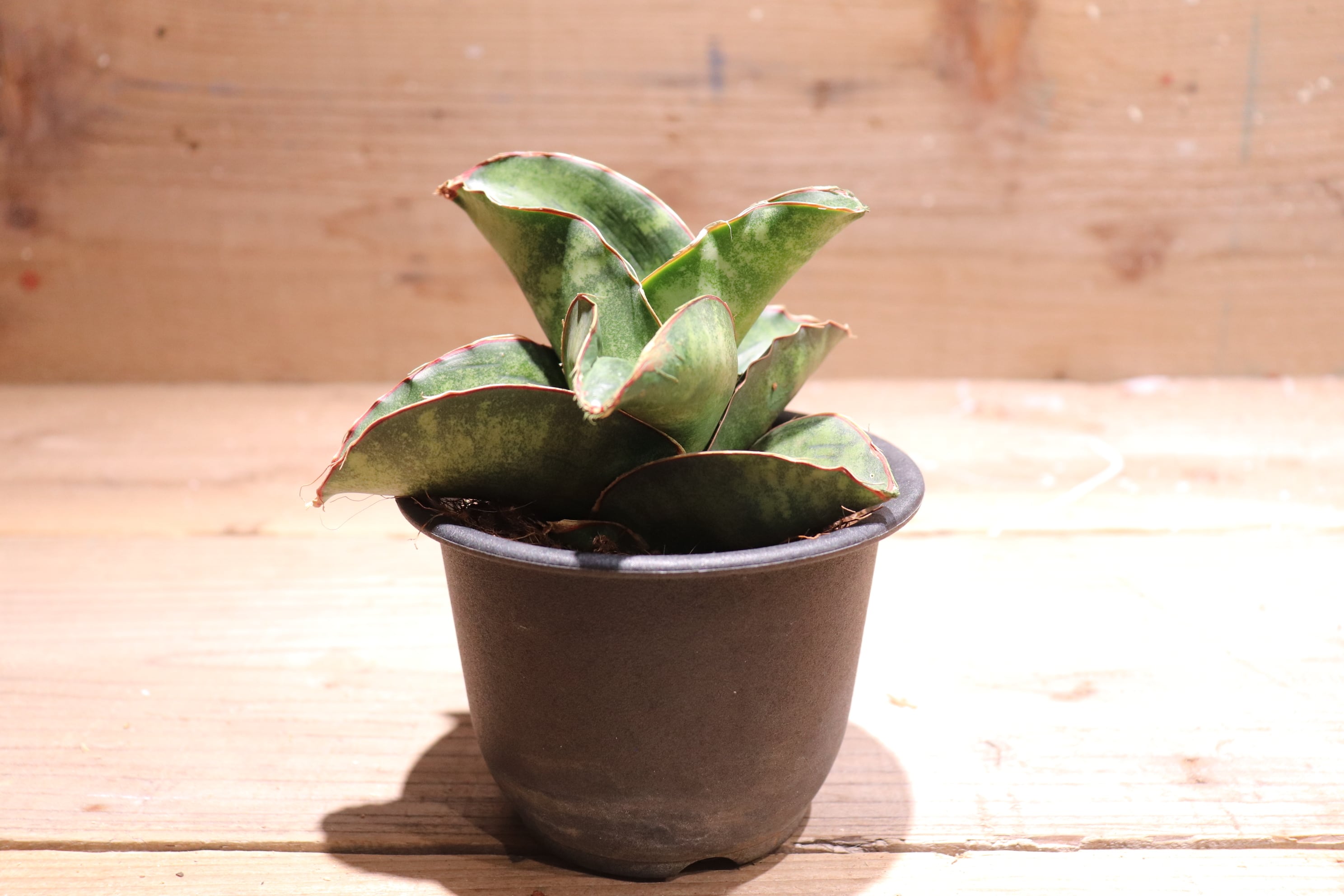 送料無料】Sansevieria sp. Mafinga Tanzania Dragon Wing