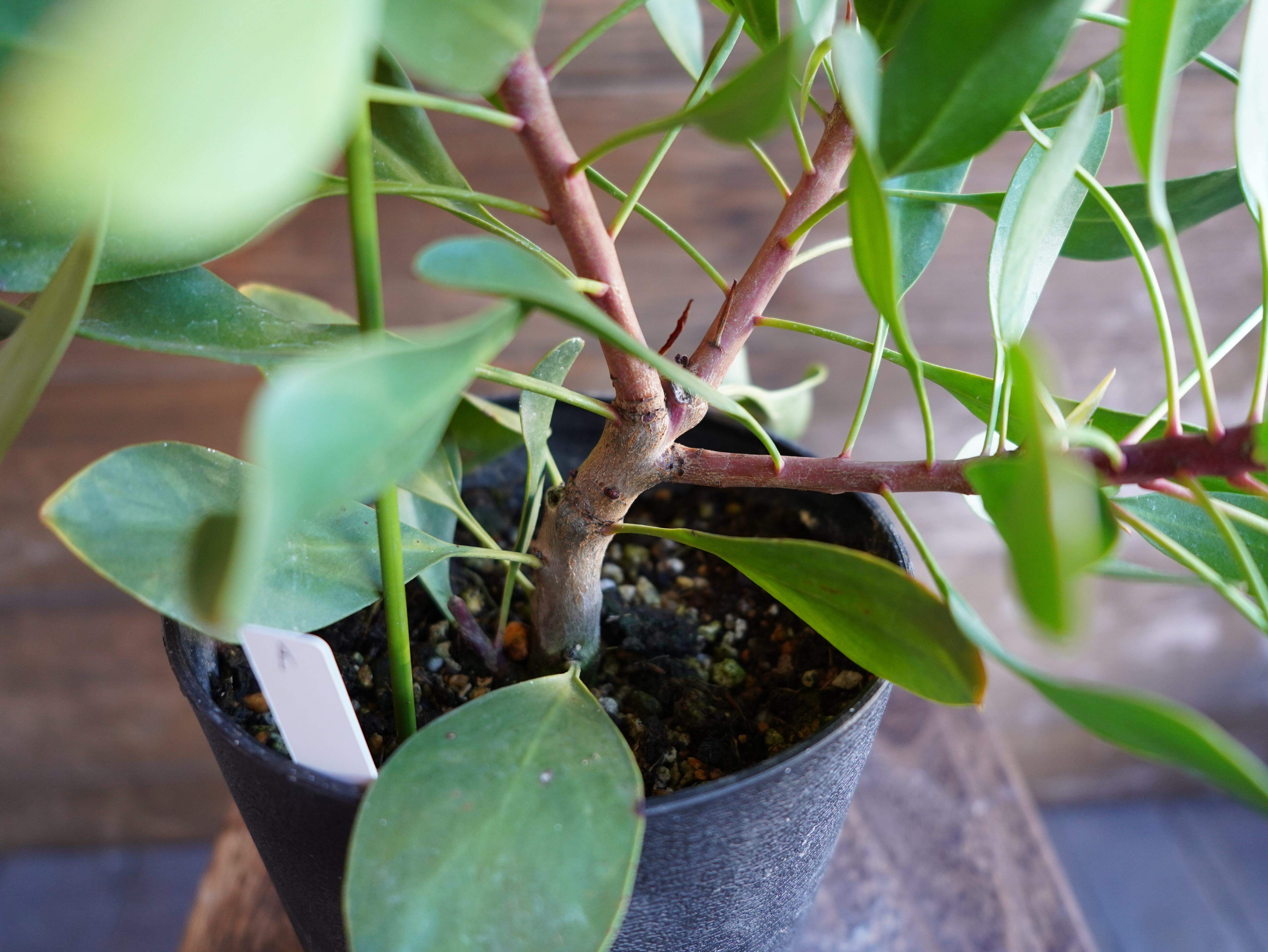 【現物】プロテア　”リトルプリンス”　A