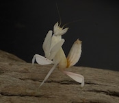 【WD】《ハナカマキリ 幼体 ♀》