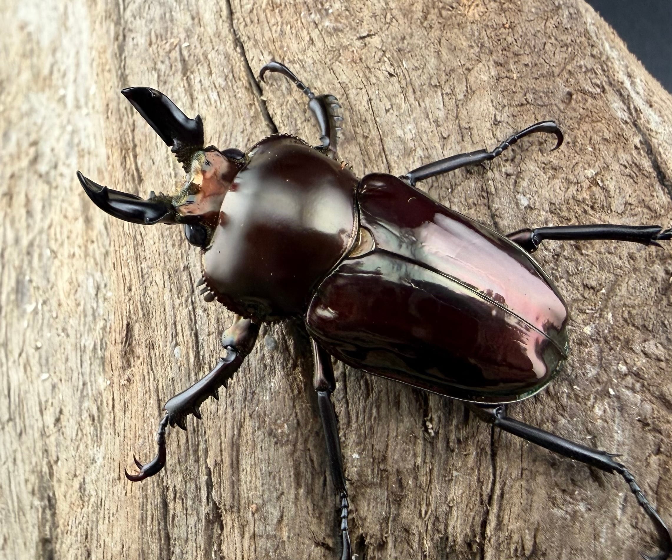 ニジイロクワガタ ダークレッド系 44mm ペア》 | KPW公式オンライン