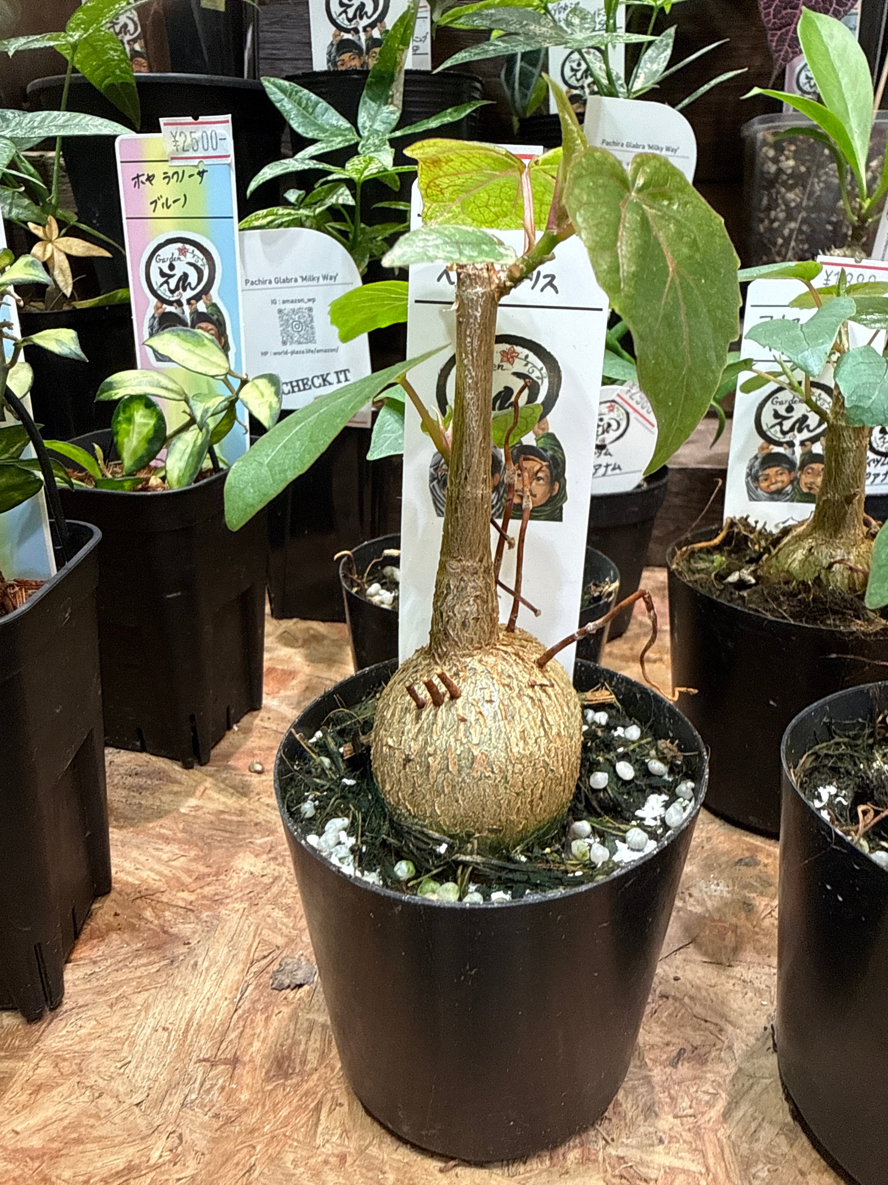 フィカス ペティオラリス | Gardenえん 【観葉熱帯植物】