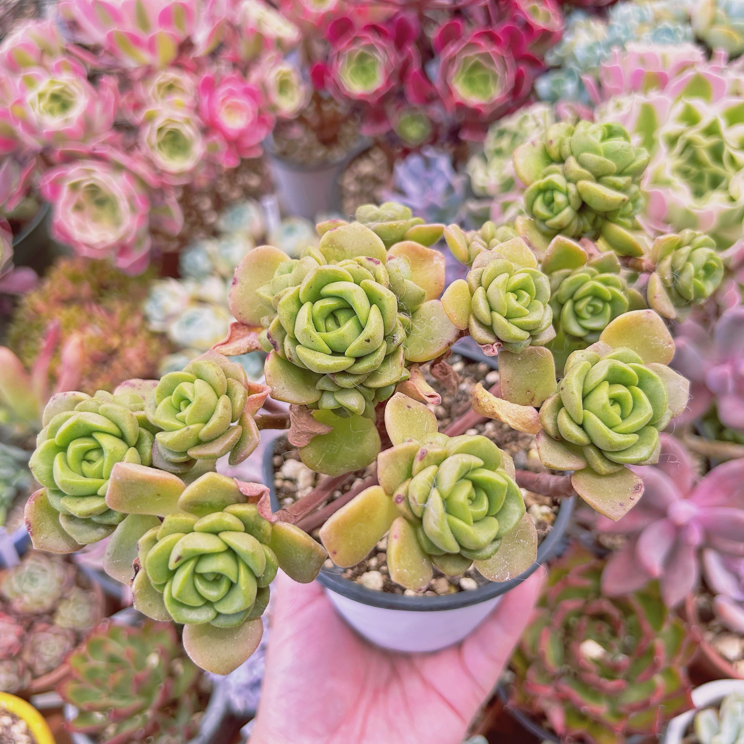 #843現物　多肉植物　リリーパット　特大　抜き苗