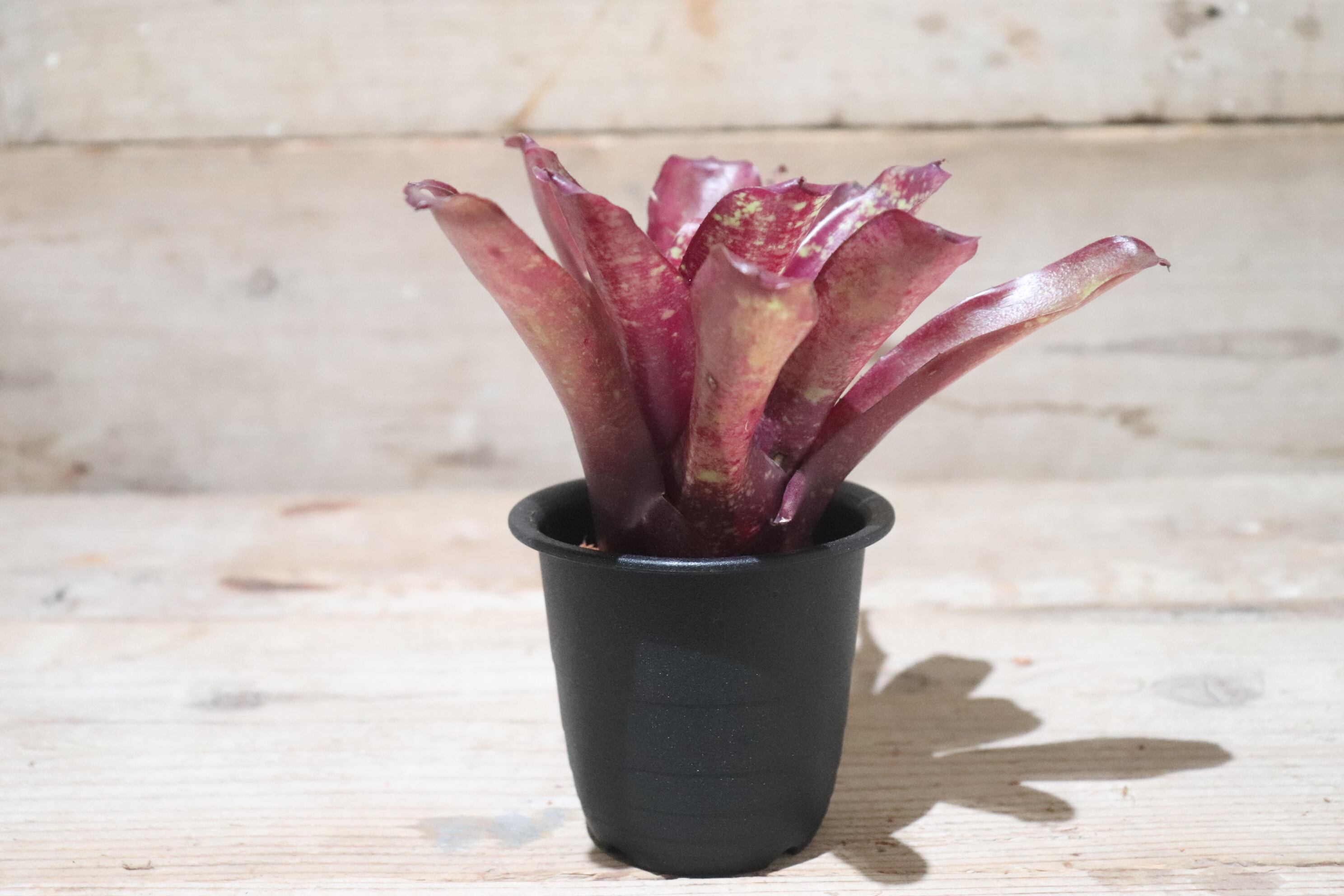 送料無料】Neoregelia 'Levi's Red'〔ネオレゲリア〕現品発送N0136