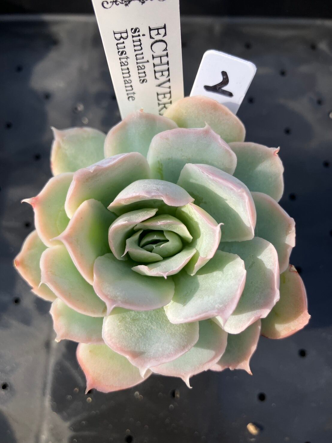 現物商品】simulans Bustamante ② | 多肉植物研究所