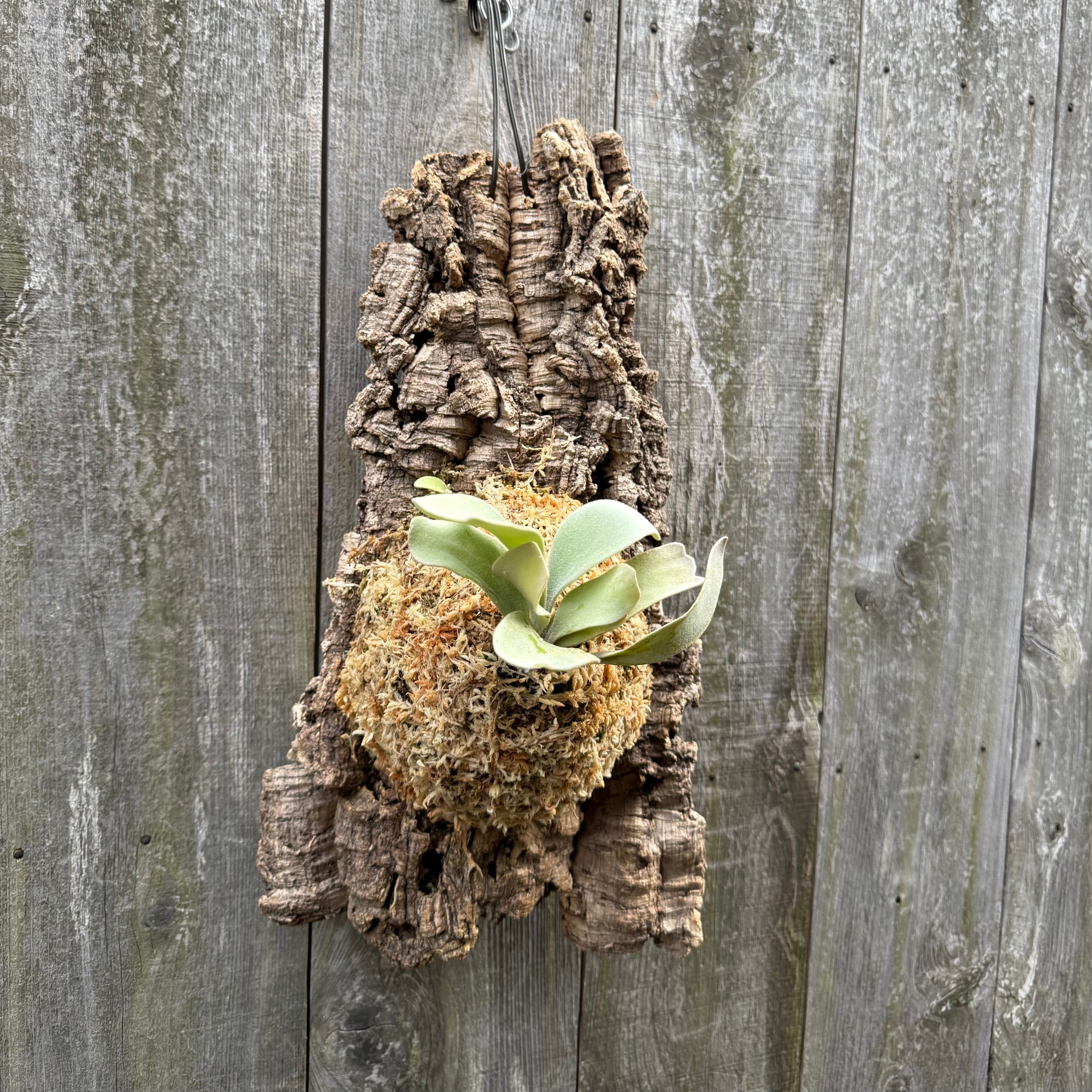 ビカクシダ P. Lemoinei no shield P. Lemoinei no shield #Lemoinei #noshield #ビカクシダ専門店