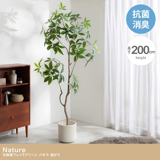 光触媒人工観葉植物 パキラ 曲がり 幅72cm×奥行50cm×高さ160cm