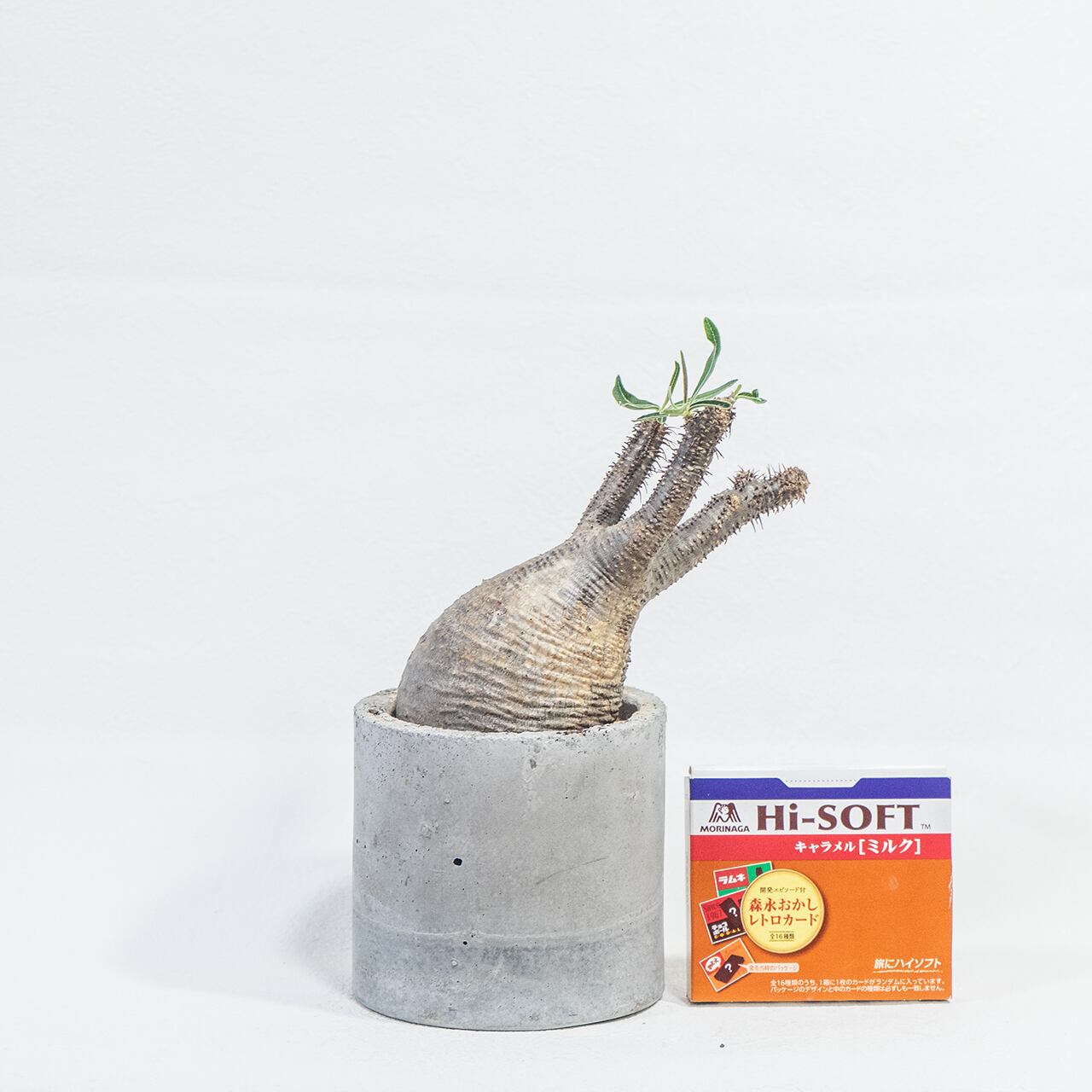 観葉植物 パキポディウム・グラキリス 曲線美を際立てる手作り鉢の一点物インテリア