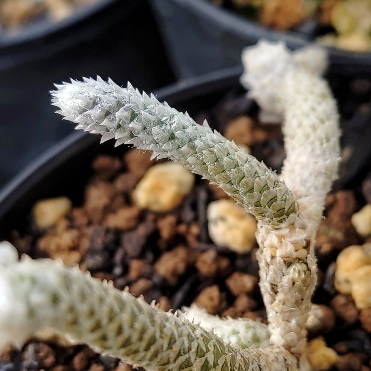 種子(少量パック)/15粒】Avonia herreana (Numees, RSA)/アボニア