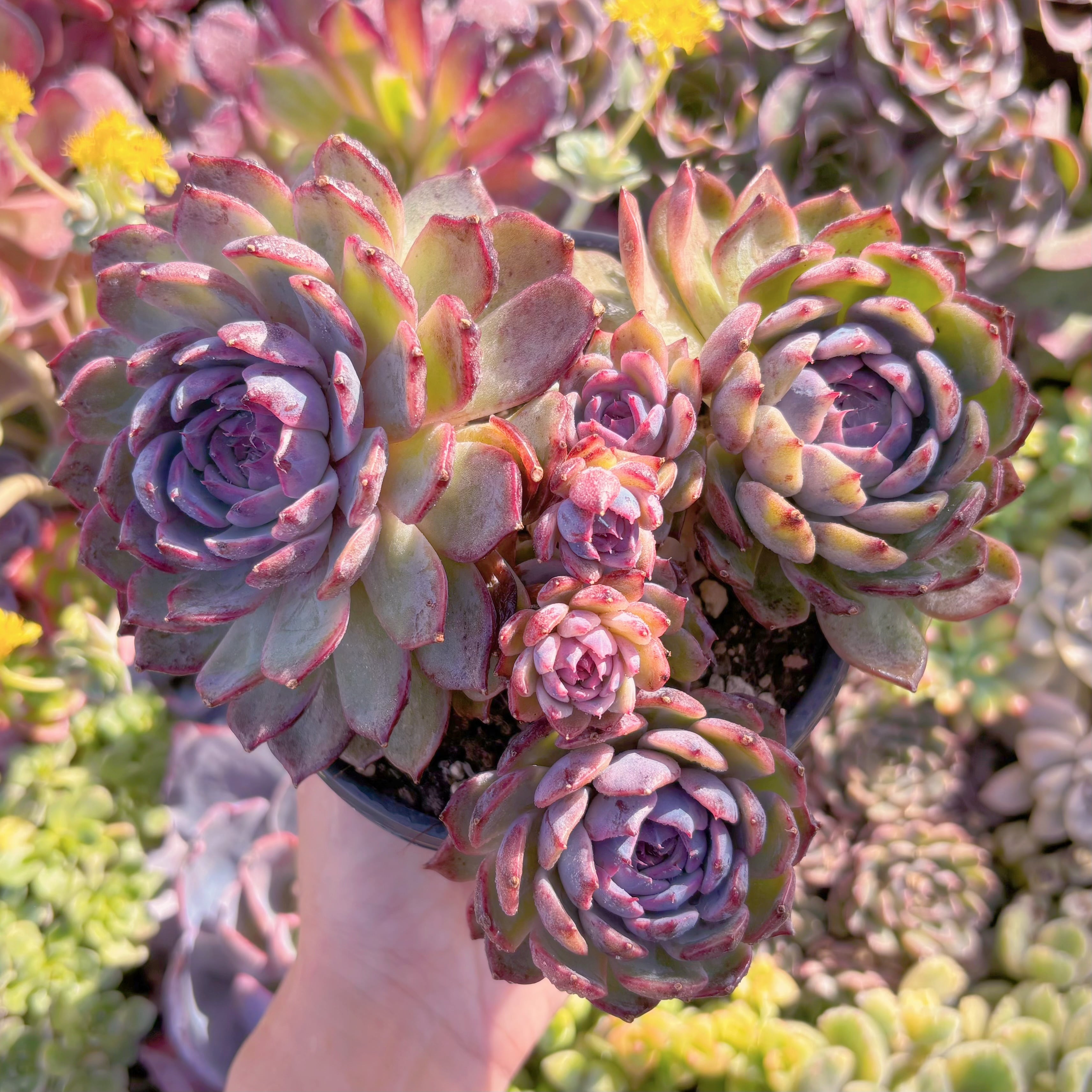 現品　ブルーエンチャントレス#M143　特大群生　新入荷　るる農園