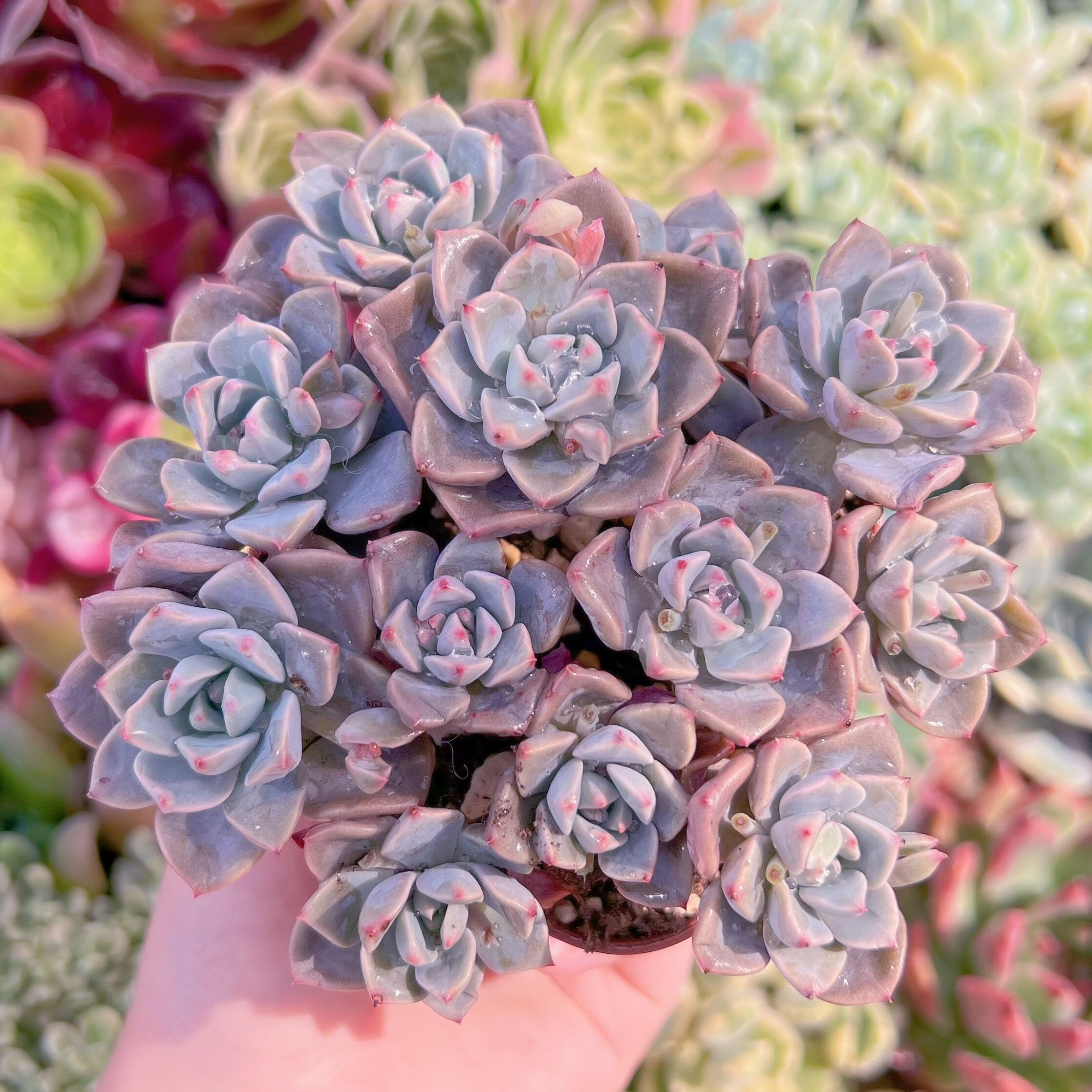 現品　Spotted Deer#K003　るる農園