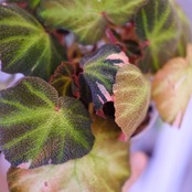 Begonia soli mutata Variegated / ベゴニア ソリムタータ バリエガータ ピンク④