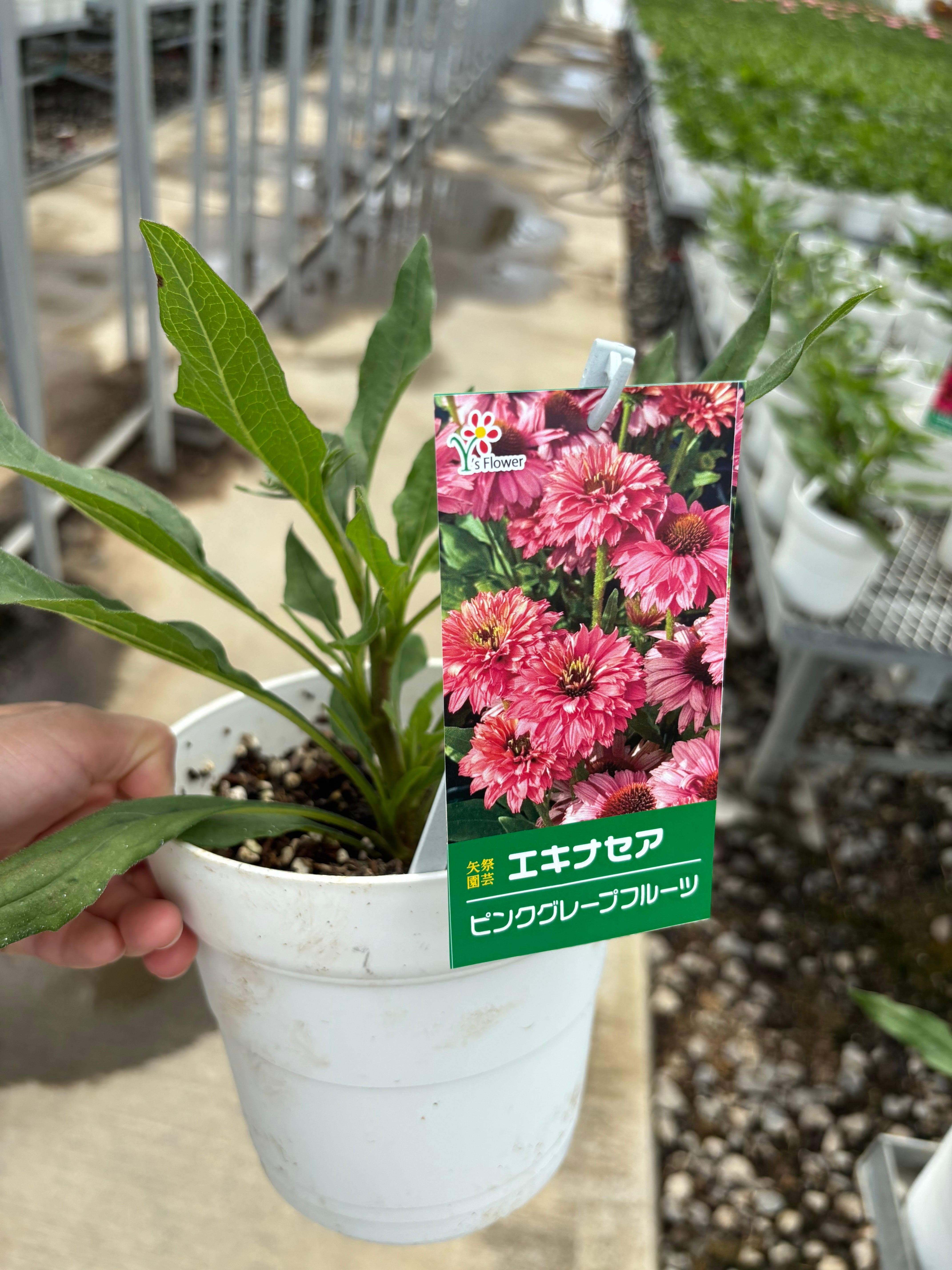 再販☆エキナセア5寸 サンシーカーピンクグレープフルーツ | flowerbiz