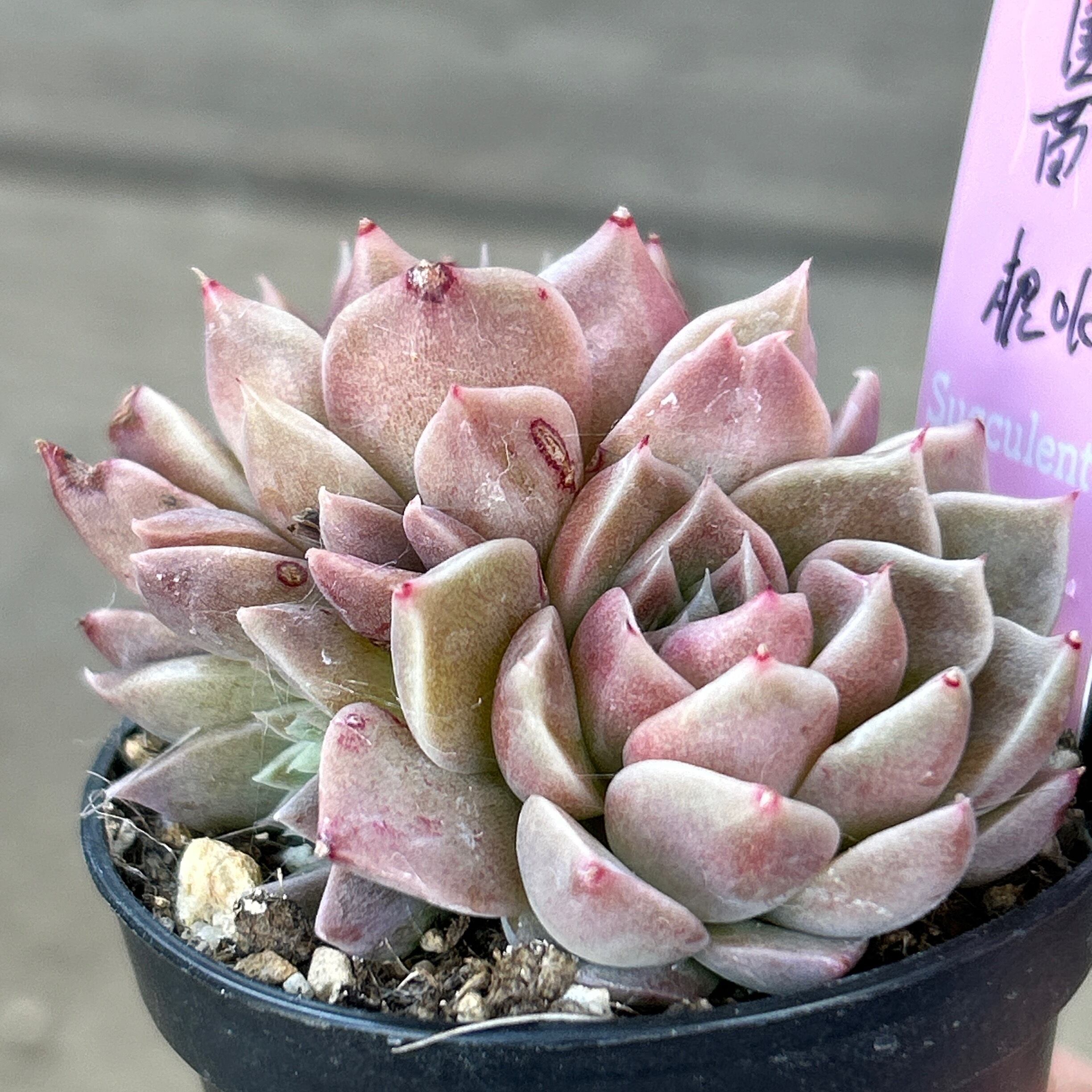 多肉植物エケベリアsp 韓国苗