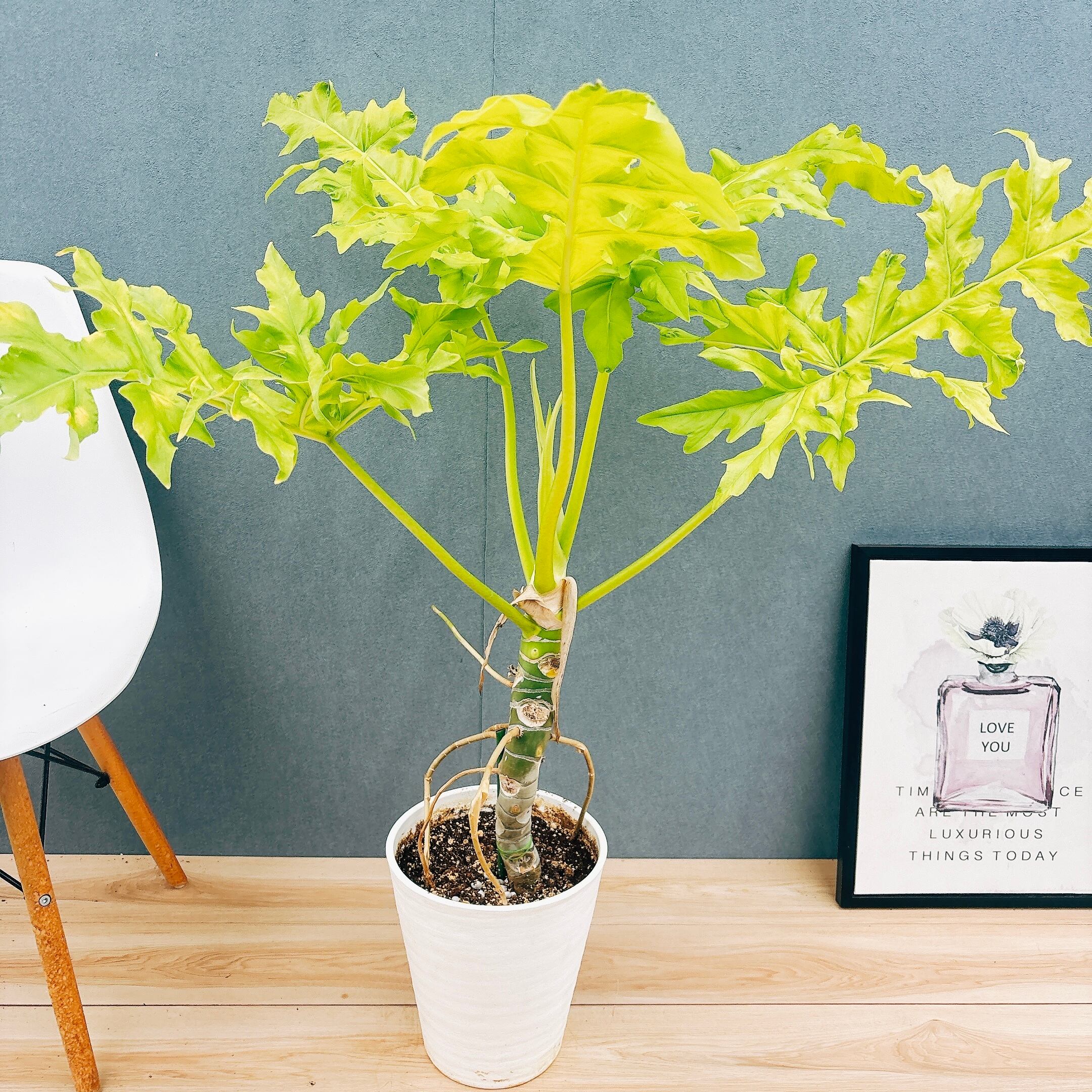 現品］92番 ドラセナ コンシンネ トリカラー 観葉植物 室内 8号 プラ鉢