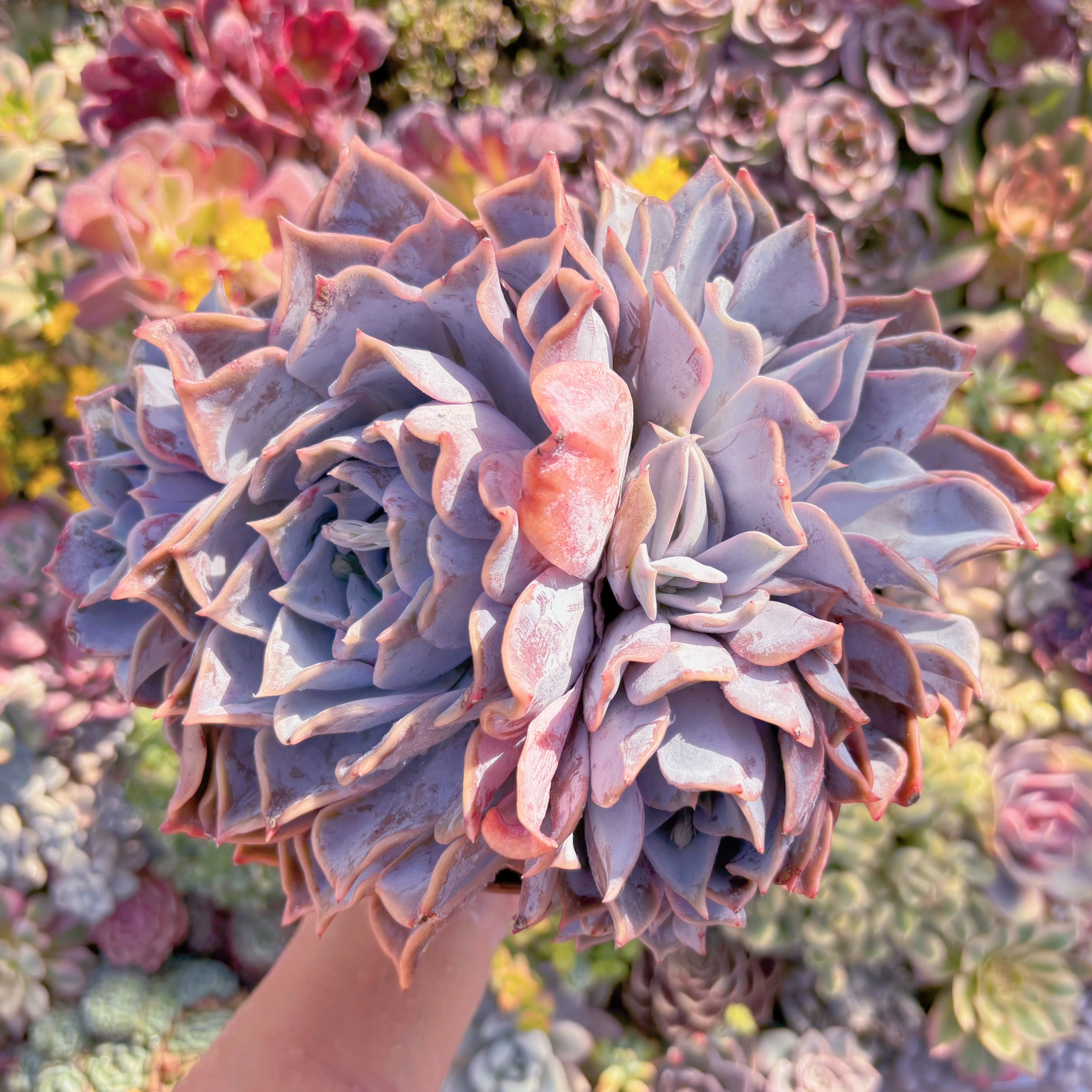 現品　Echeveria 'Lucila'#M182　特大群生　新入荷　るる農園
