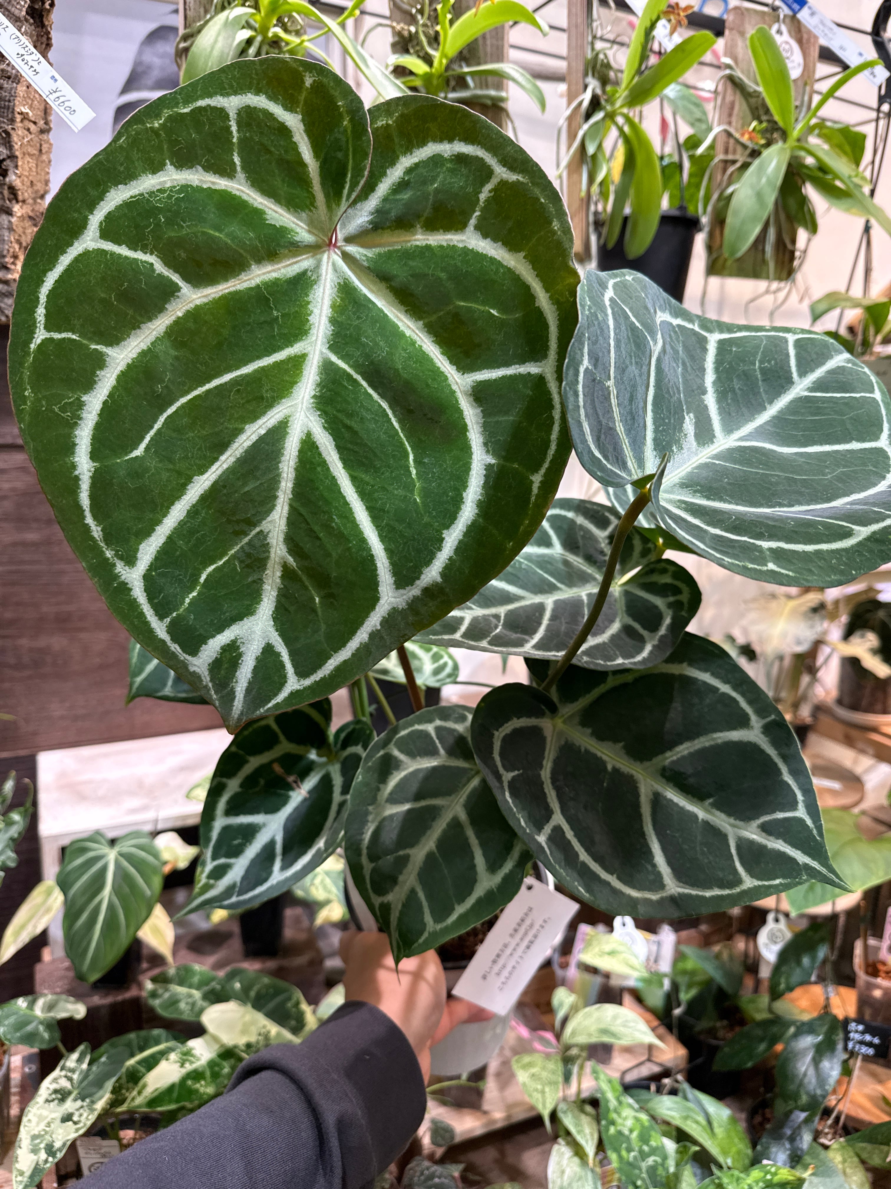 アンスリウム ペダトラディアツム 5号 アンスリウム ペダトラディアツム | GREEN LUCK