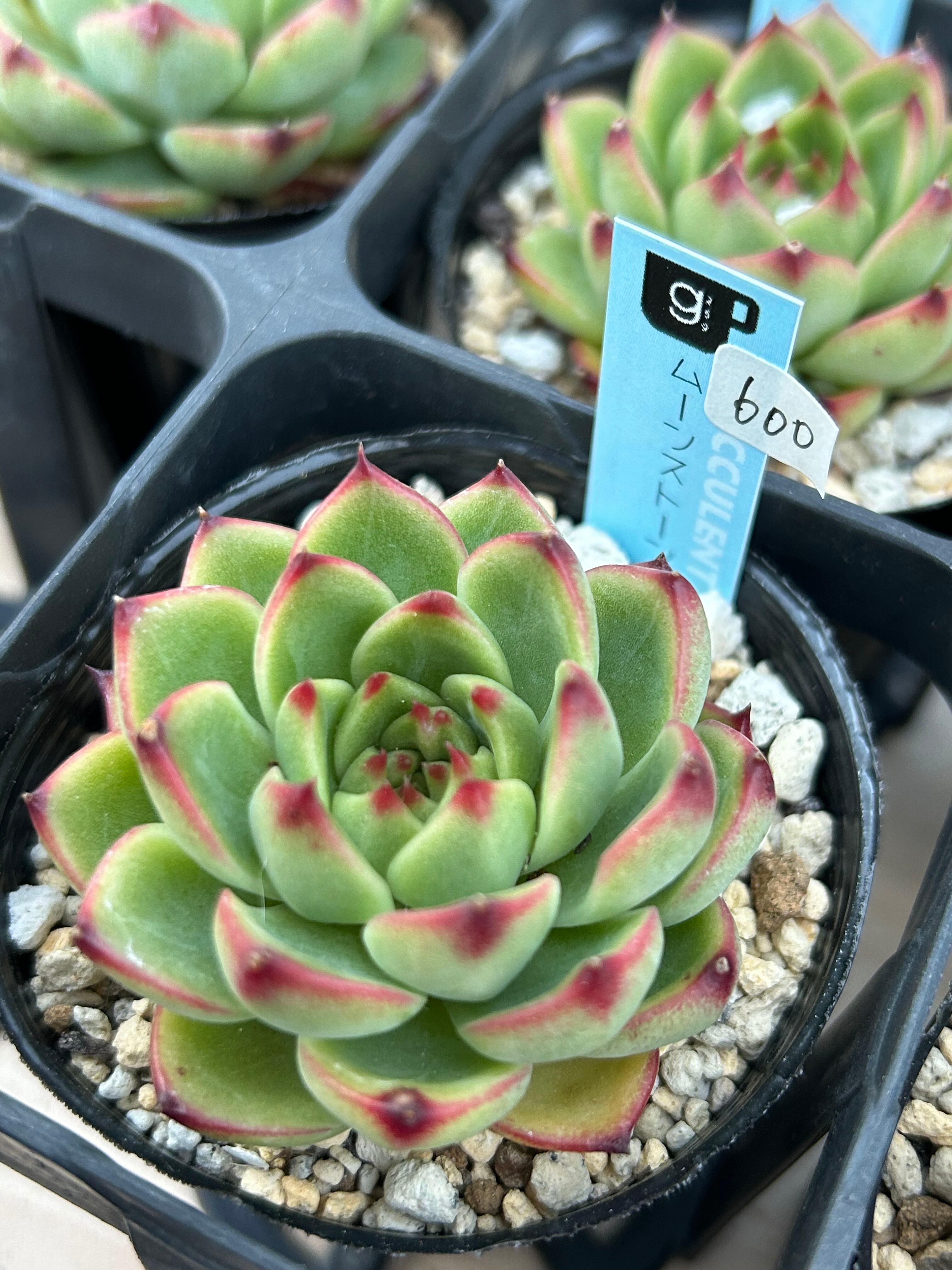 売却済み3/6ピンクムーン(カット苗) 売却済み3/6ピンクムーン(カット苗) 夏期間限定✳︎ 多肉植物カット苗