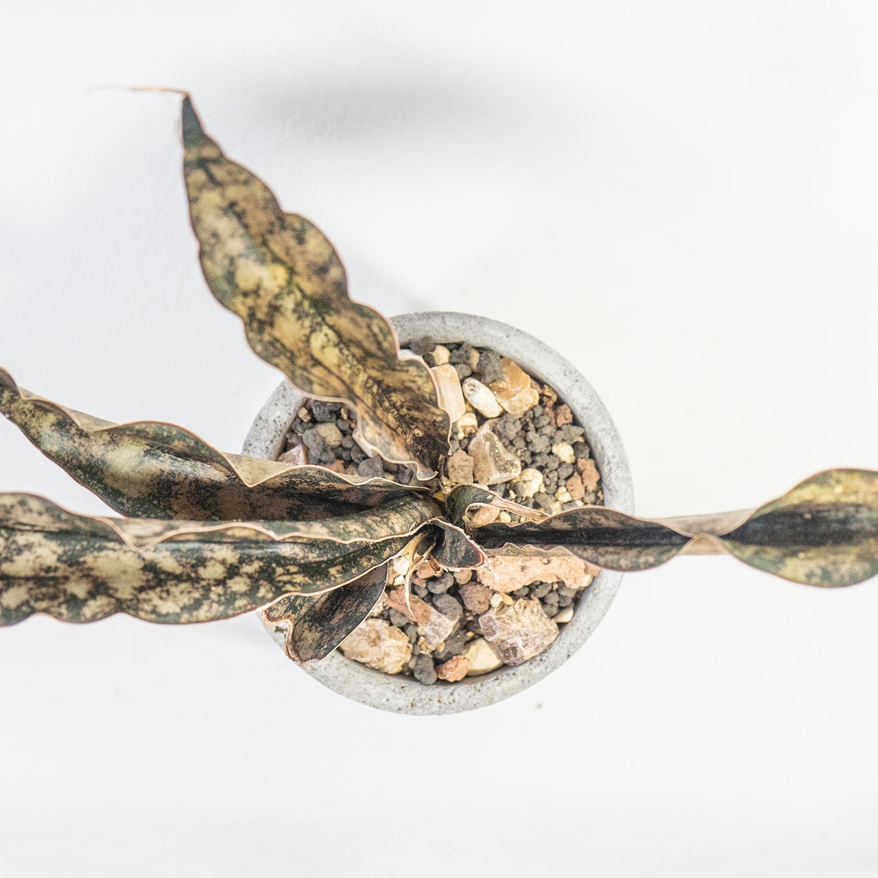 サンセベリア・キルキー・コパトーン 大人の空間を彩る渋い葉模様 自作モルタル鉢植え