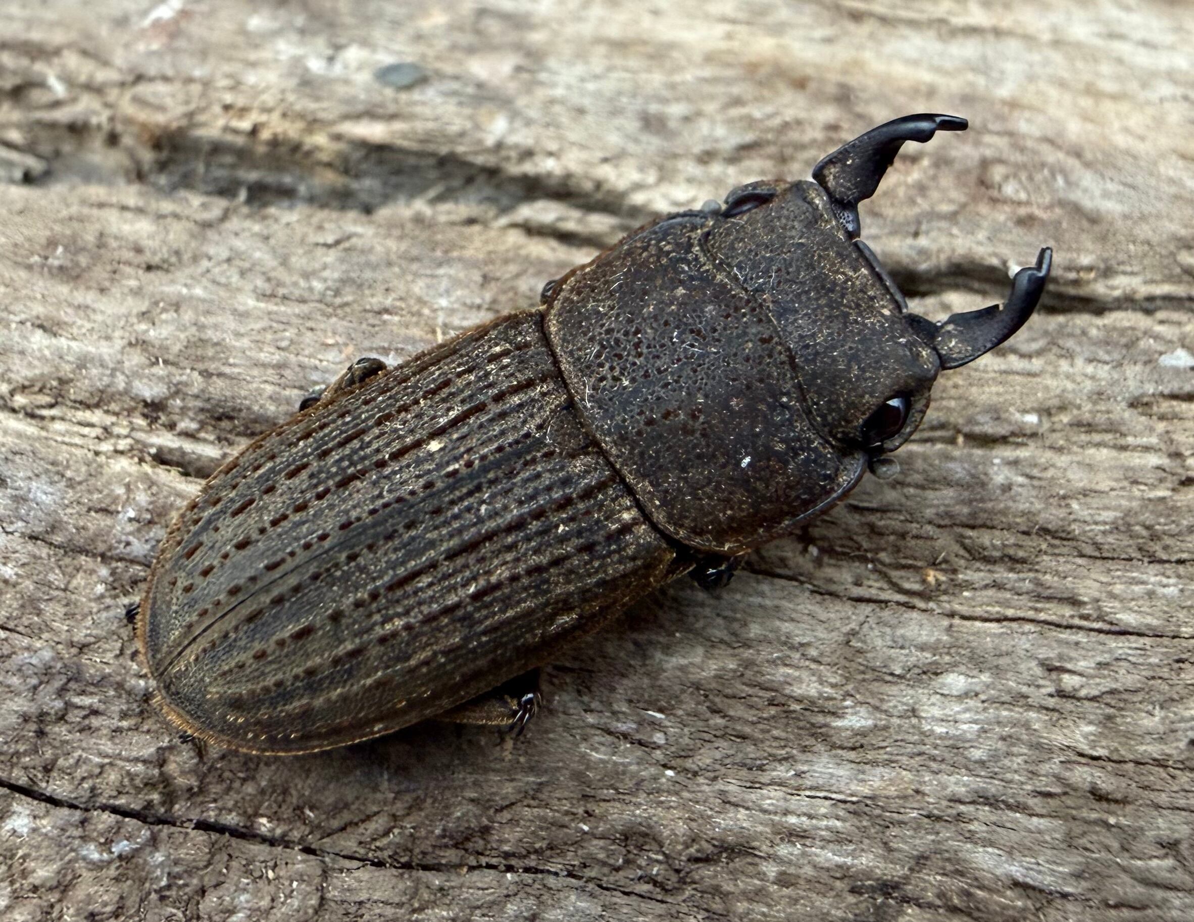 ペルークワガタ Free ペア》 | KPW公式オンラインショップ