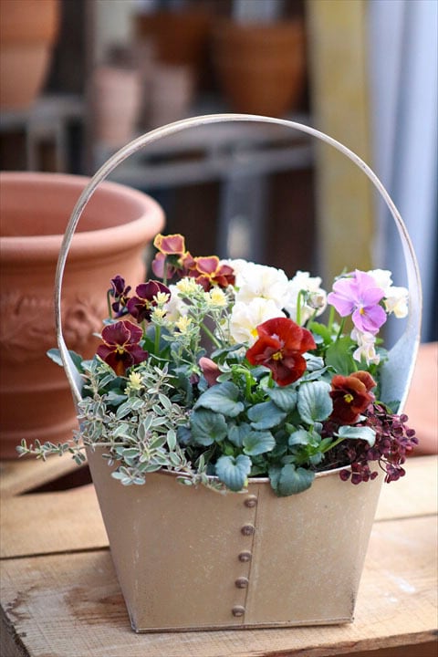 神戸べっぴんさん】ブルージャスミン2ポット | オニ通