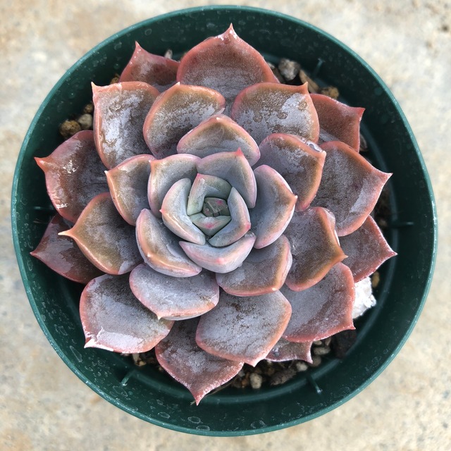 ブルーオリオン Echeveria 'Blue Orion'