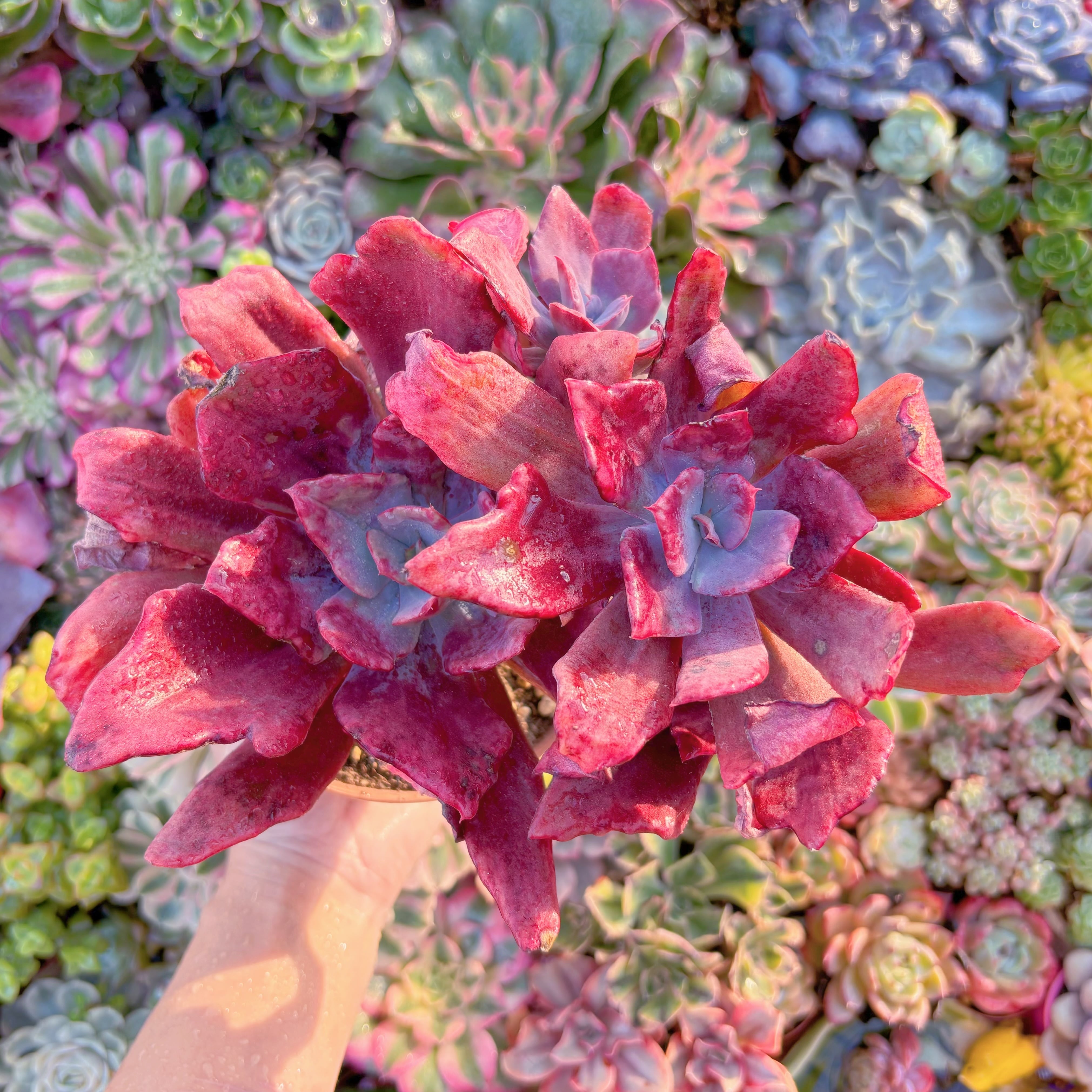 現品　ダイアモンドステイト錦#K030　大群生　新入荷　るる農園