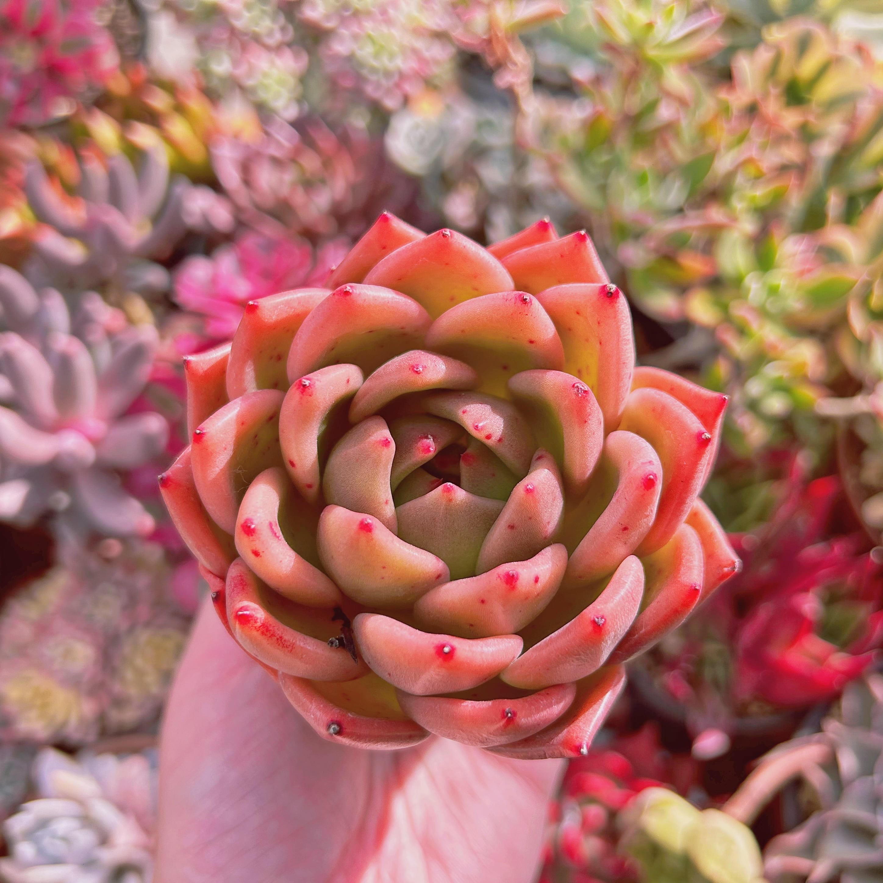 多肉植物　Echeveria  新品種　シャネルモンロー　特大　小傷あり