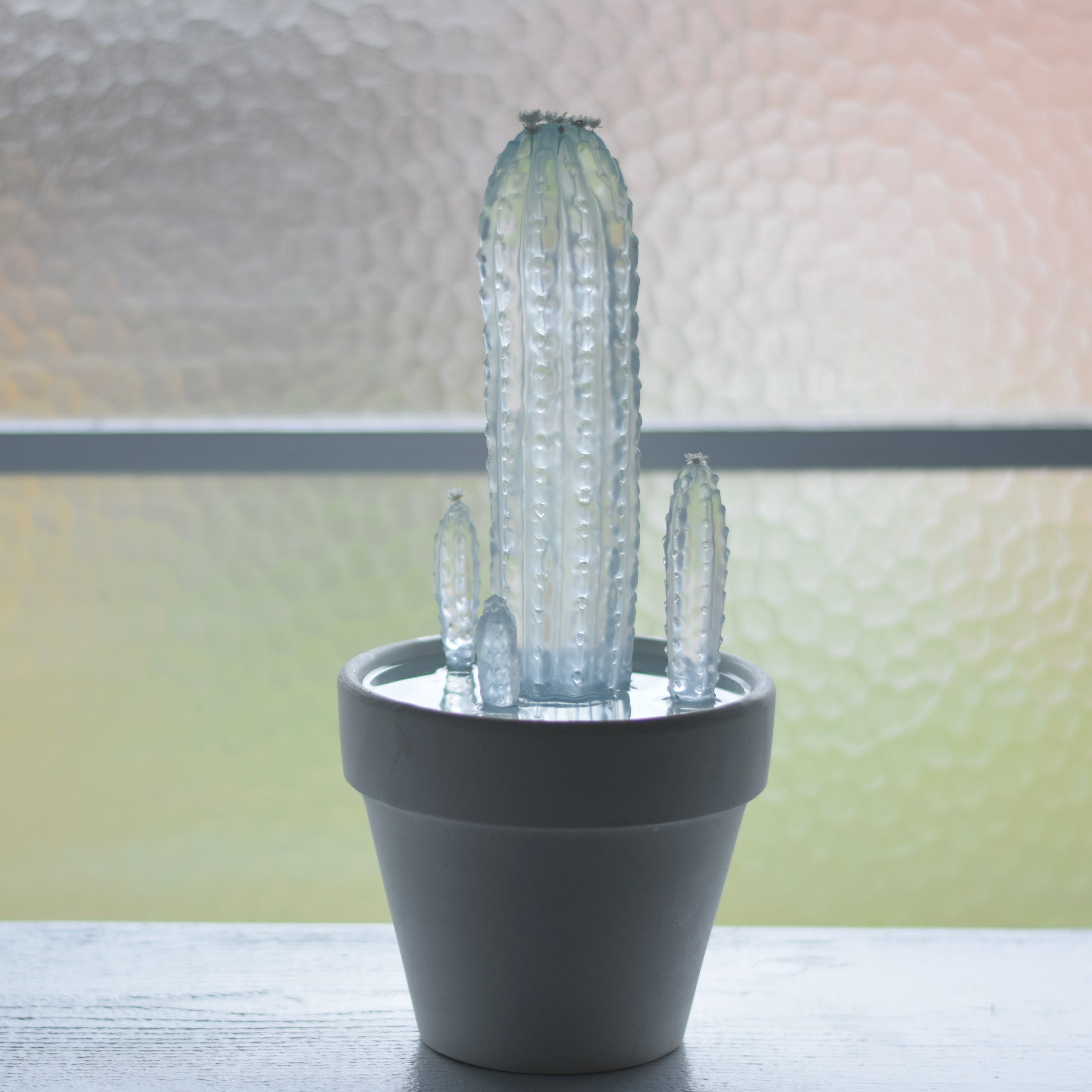 water cactus 柱サボテン寄せ植え | Sabotensi