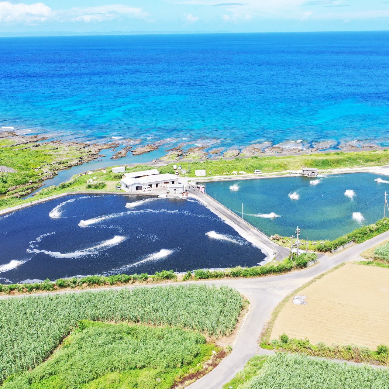 活き〆冷凍車海老300g（冷凍でお届け） | 株式会社ミネックス ｜車海老
