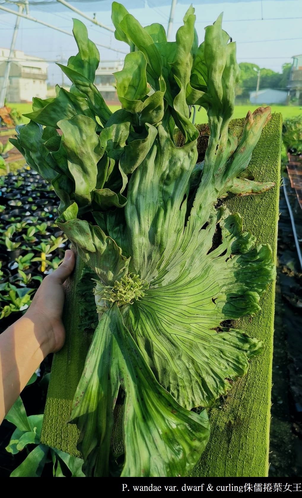 a) P. 'Shankha' ビカクシダ 'シャンカ' 白法螺 | vandaka plants
