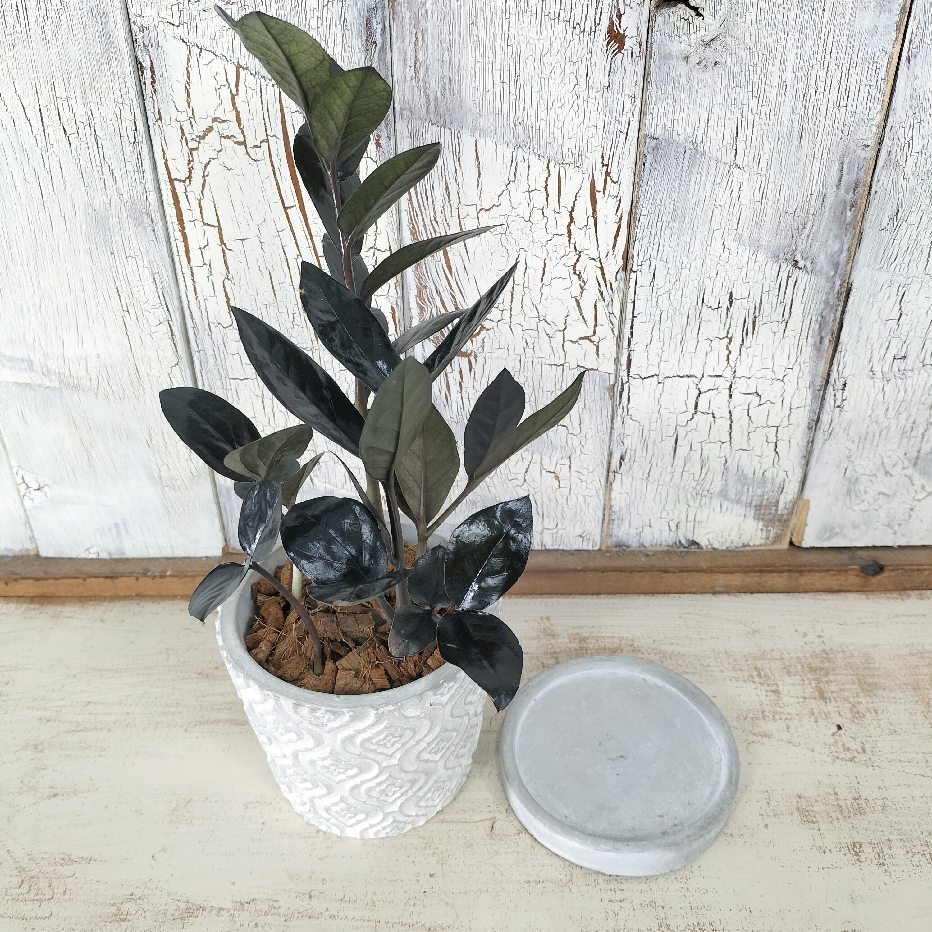 ザミオクルカス レイヴン 観葉植物 | 陽華園