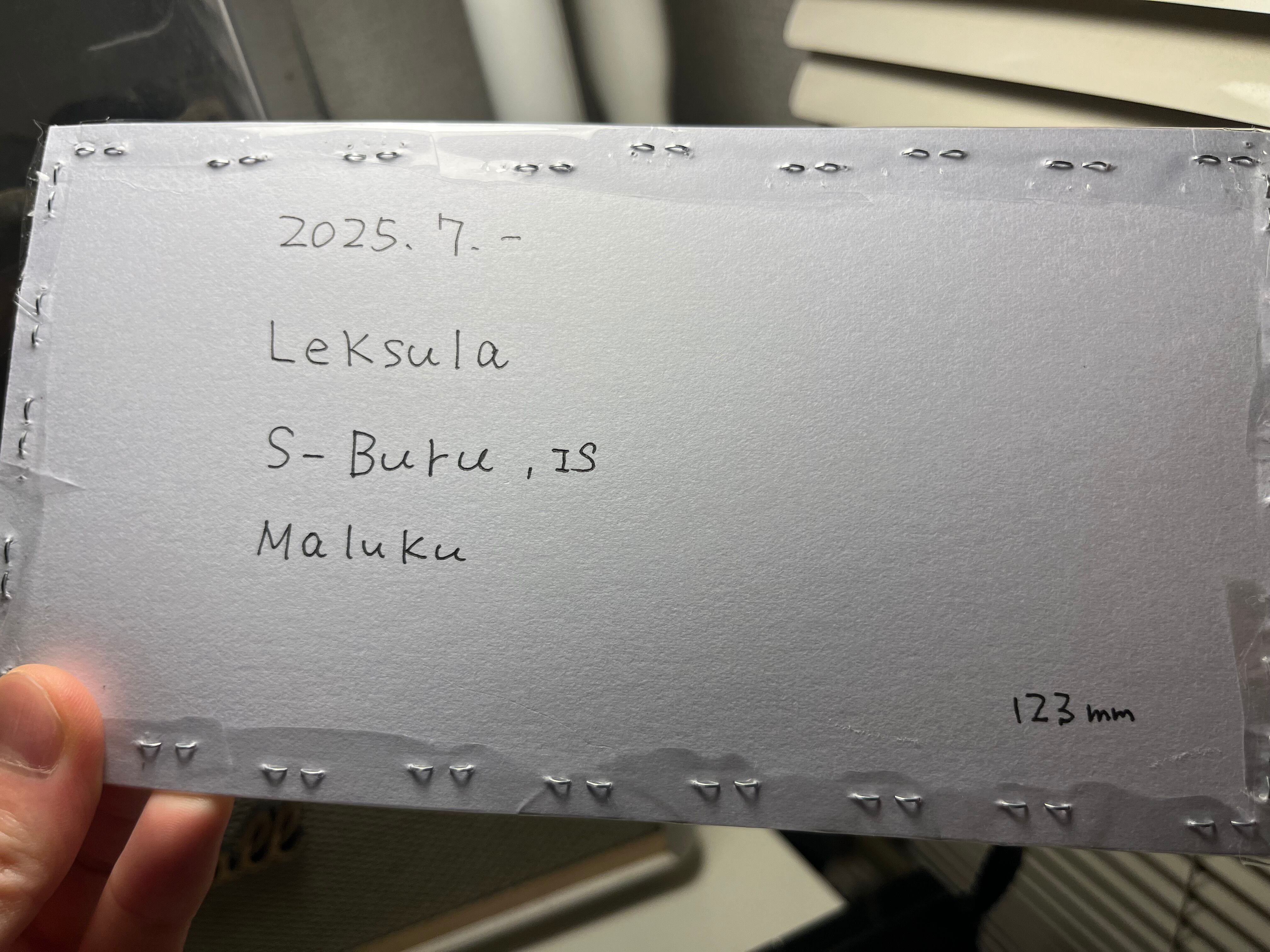 超希少　ウスバカミキリ　標本 　Xixuthrus granulipennis 123mm】スジバネトゲフチオオウスバカミキリ ブルウスバカミキリ