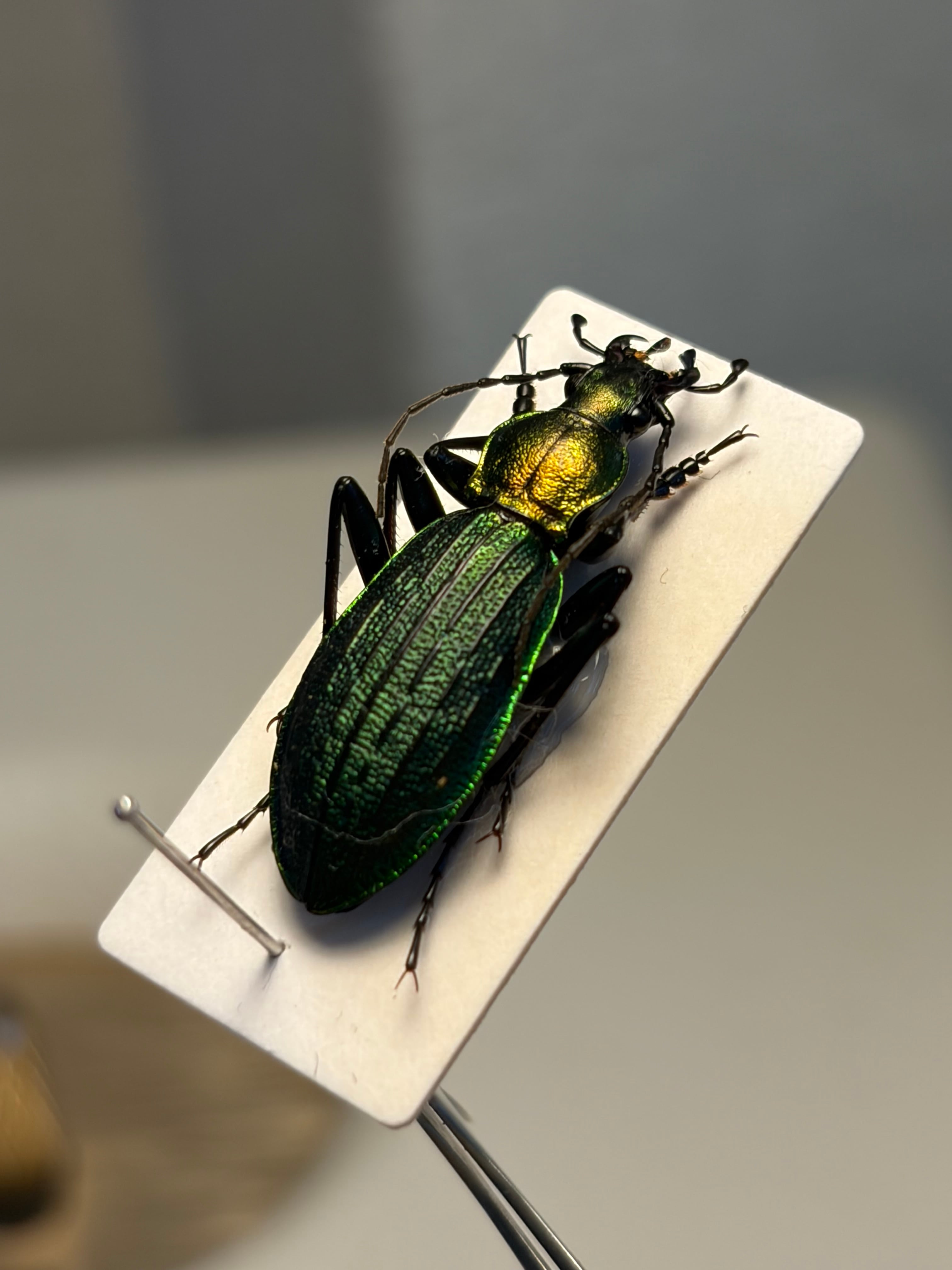 25mm】アイヌキンオサムシ グリーン 標本 Carabus kolbei キタオオルリ