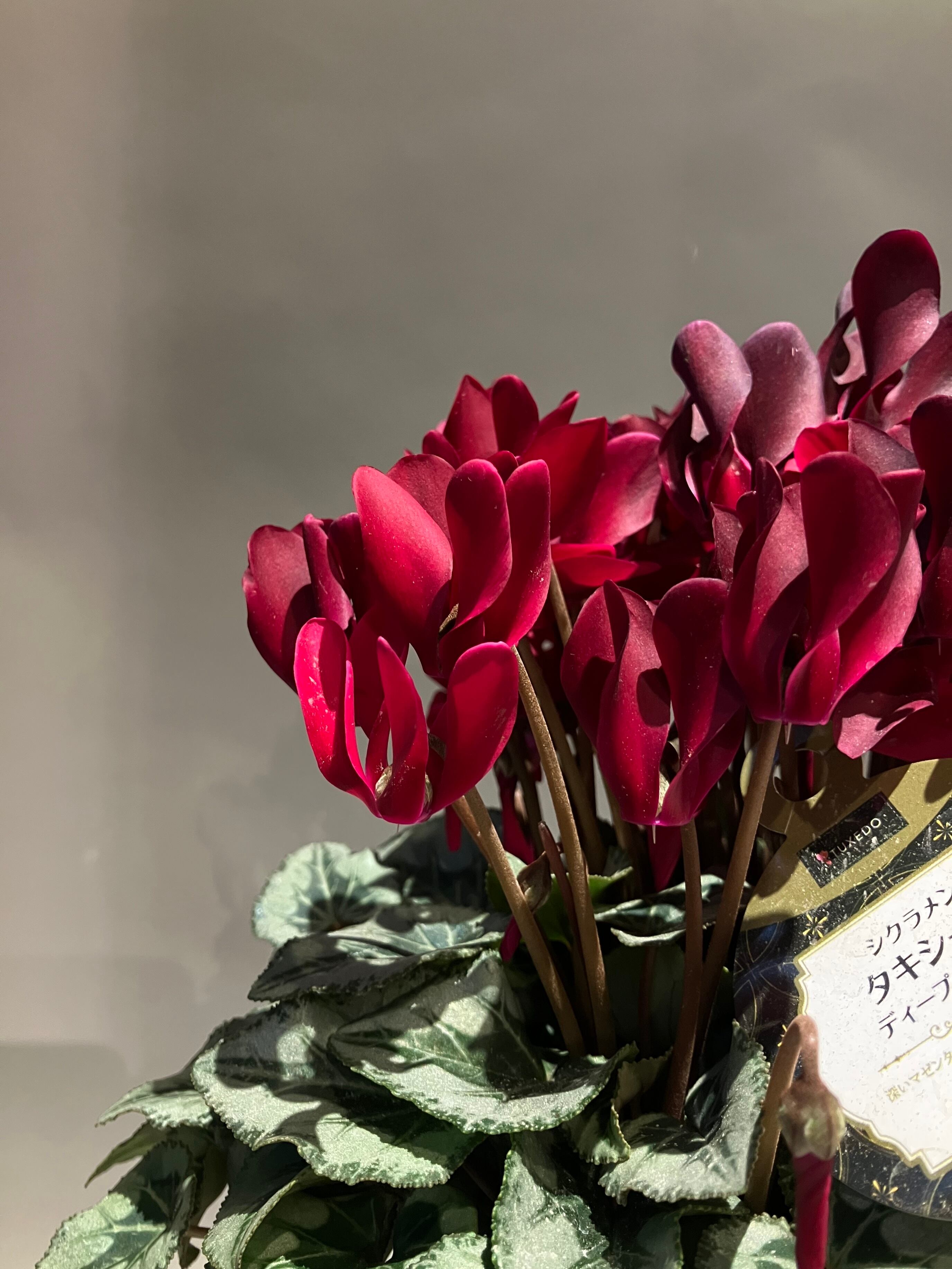 シクラメン【タキシード】